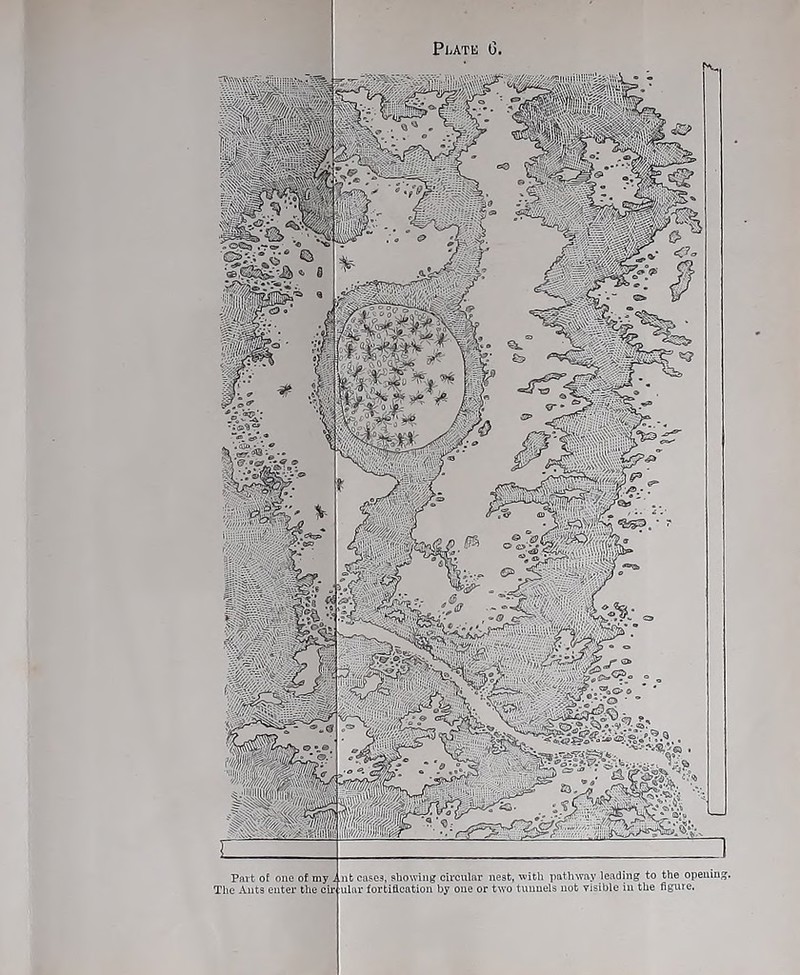 The Ants enter the cir Part of one of my j nb cases, showing circular nest, with pathway leading to the opening. ■ ulur fortification by one or two tunnels not risible in the figure.