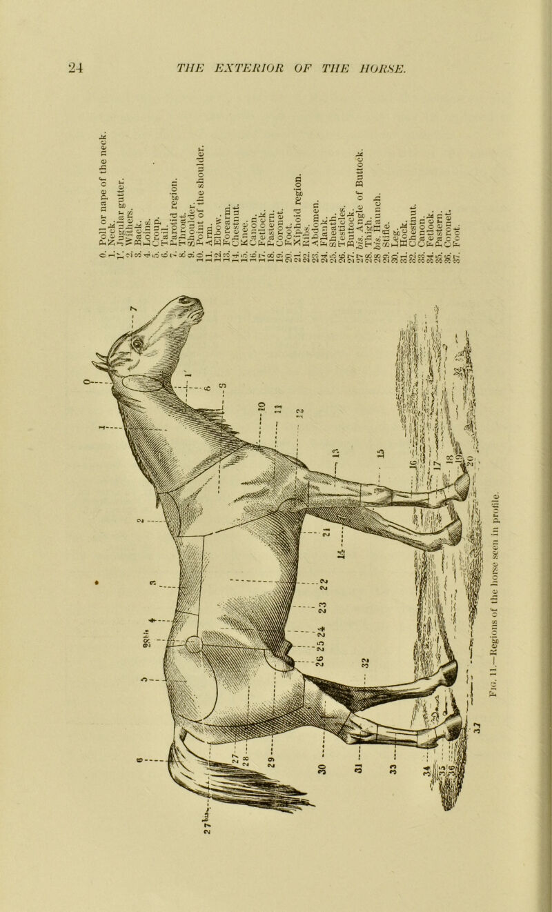 2* O £ 0) S—< 0) 2C O O O <D Ph C3 0) -—J £ fcc f-l ” O O <ü Cm£ S-l 03 * O cp-a a te- S -c c>. P o te G< te 0> (-1 'O +3 •13 <S ce o> • -*—> S-. —: ° sl s s ü ° t- Z O *£ P jD ^ o î-h ,—i Qw ^ <U C/2 u. o O . CO S 222 G ci ai C .2 ’Sd a» M [5 ’o ai 2 --Ç x 5 S 2 2 o 3 . ^ to S-l 2 G. -> ci o P :c ■- -G P ’ « Ih O to • ,2 te . . ci •__ ci ai to ■ ~ o «2g bfffl ô .^rs ^ beg « to s o >2 p • gî C o O O t « f-< r—> S c*i C-t-i to C ci 0) ci c ! c-i co Tt< io co t> ce oi o r-J oi co -)J lo 'O i> co os’ o i-î ci eo-'SHiotoi''-t'-a6coc50 rH ci co* -t< 10 ce P ,rHi—it—It—lr—It—iï—iC'JOJC'lCCIC^CIC'JClC'ltM'MClCOCOCOCOCOCOCacO o—y Fi<;. IL—Régions of the liorse seen in profile.