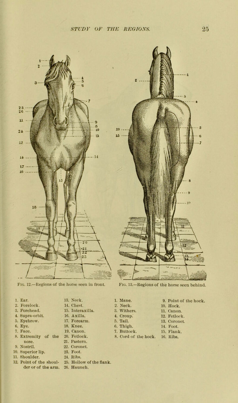 Fîg. 12.—Régions of the horse seen in front. Fig. 13.—Régions of the horse seen behind. 1. Ear. 13. Neck. 1. Mane. 9. Point of the hock. 2. Foreiock. 14. Chest. 2. Neck. 10. Hock. 3. Forehead. 15. Interaxilla. 3. Withers. 11. Canon. 4. Supra-orbit. 16. Axilla. 4. Croup. 12. Fetlock. 5. Eyebrow. 17. Forearm. 5. Tail. 13. Coronet. 6. Eye. 18. Knee. 6. Thigh. 14. Foot. 7. Face. 19. Canon. 7. Buttoek. 15. Flank. 8. Extremity of the 20. Fetlock. 8. Cord of the hock. 16. Ribs. nose. 21. Pastern. 9. Nostril. 22. Coronet. 10. Superior lip. 23. Foot. 11. Shoulder. 24. Ribs. 12. Point of the shoul- 25. Hollow of the flank. der or of the arm. 26. Haunch.