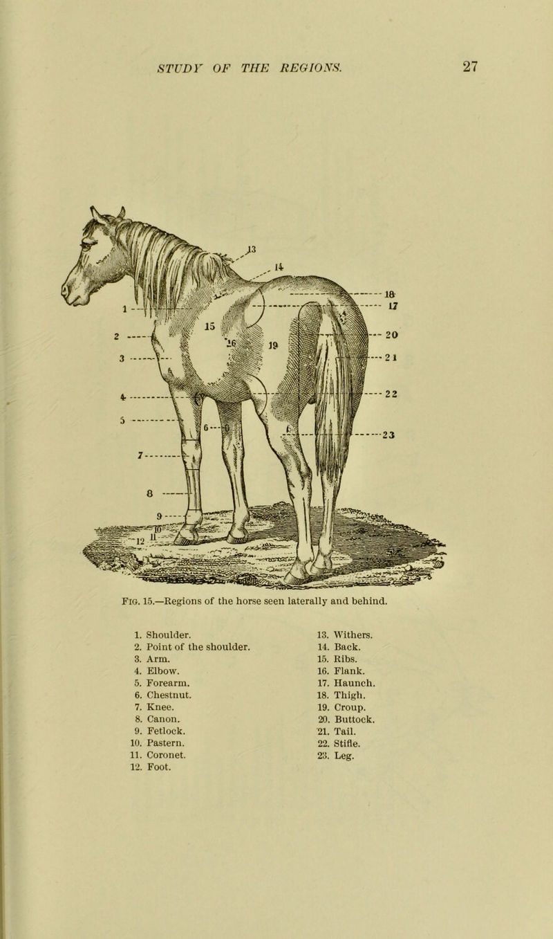 Fig. 15.—Régions of the horse seen laterally and behind. 1. Shoulder. 13. Withers. 2. Point of the shoulder. 14. Back. 3. Arm. 15. Ribs. 4. Elbow. 16. Flank. 5. Forearm. 17. Haunch. 6. Chestnut. 18. Thigh. 7. Knee. 19. Croup. 8. Canon. 20. Buttock. 9. Fetlock. 21. Tail. 10. Pastern. 22. Stifle. 11. 12. Coronet. Foot. 23. Leg.