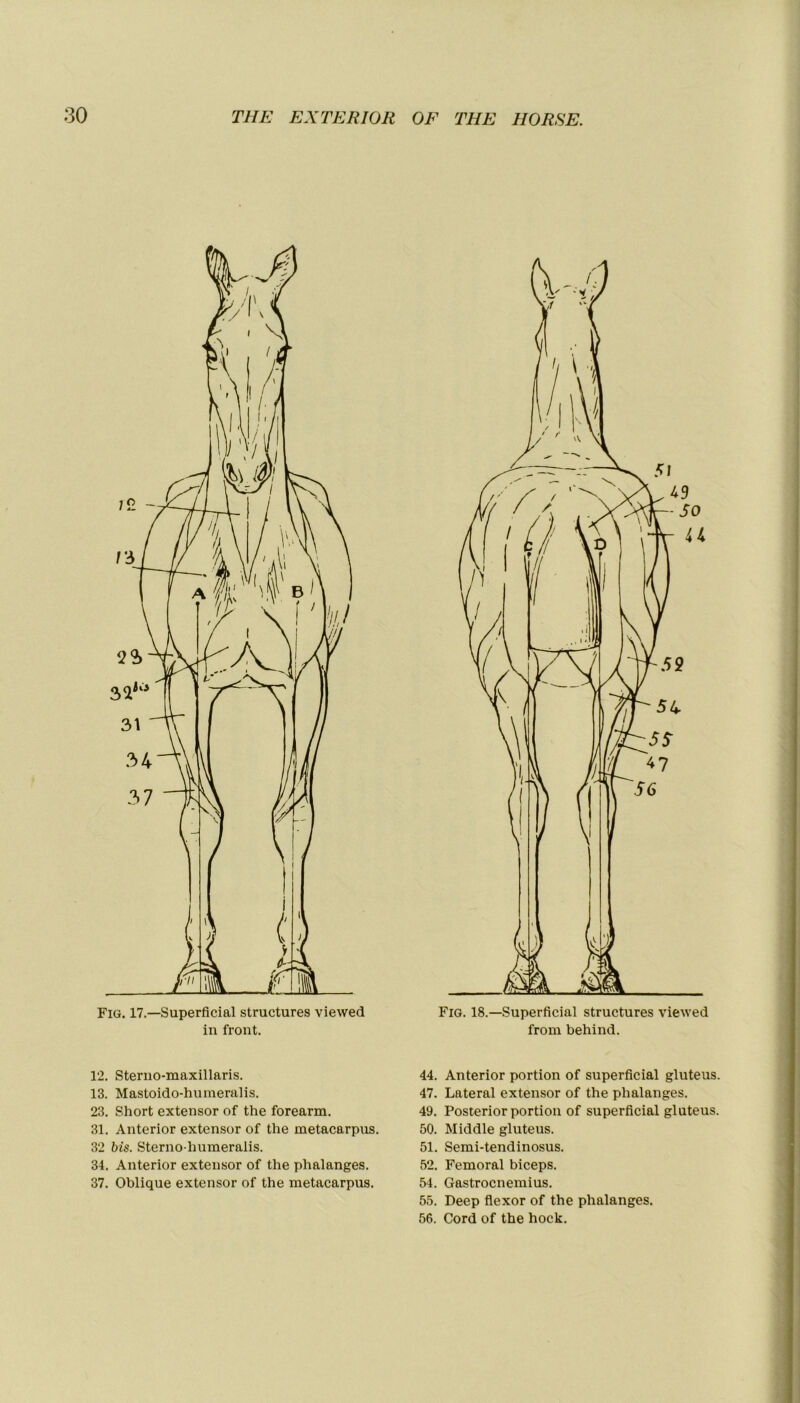 Fig. 17.—Superficial structures viewed in front. 12. Sterno-maxillaris. 13. Mastoido-humeralis. 23. Short extensor of the forearm. 31. Anterior extensor of the metacarpus. 32 bis. Sterno humeralis. 34. Anterior extensor of the phalanges. 37. Oblique extensor of the metacarpus. Fig. 18.—Superficial structures viewed from behind. 44. Anterior portion of superficial gluteus. 47. Latéral extensor of the phalanges. 49. Posterior portion of superficial gluteus. 50. Middle gluteus. 51. Semi-tendinosus. 52. Fémoral biceps. 54. Gastrocnemius. 55. Deep flexor of the phalanges. 56. Cord of the hock.