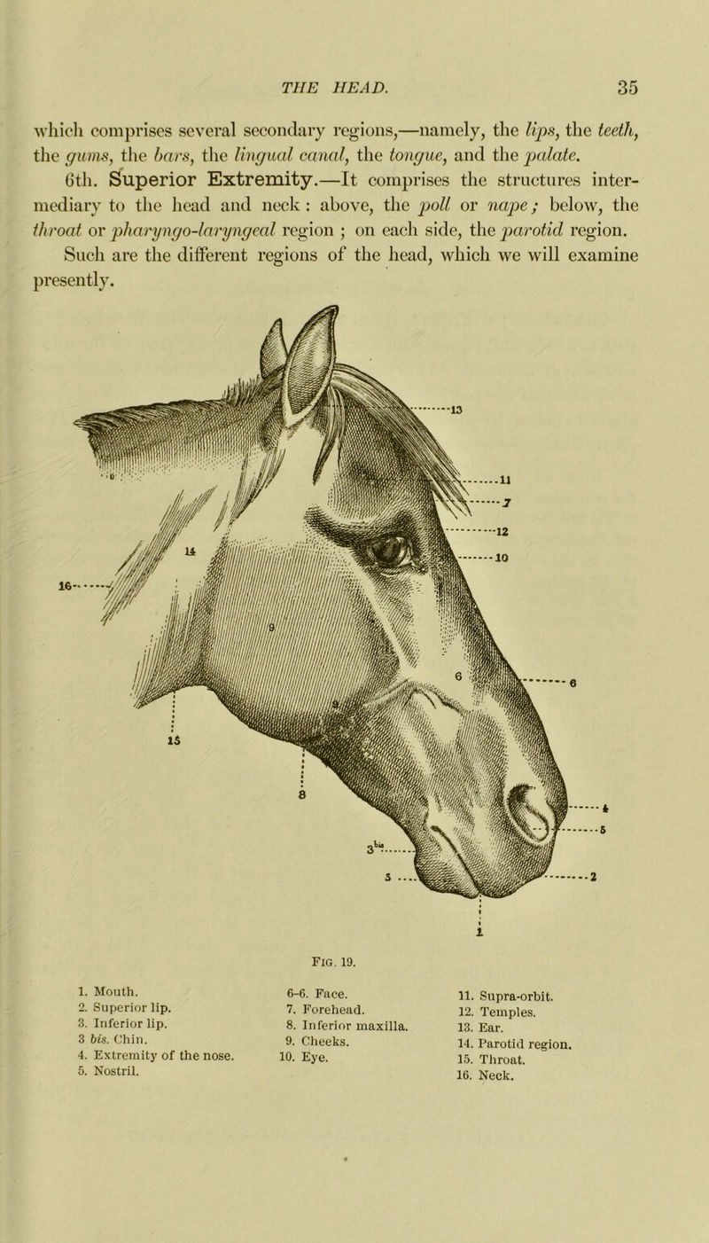 which comprises several secondary régions,—namely, the lips, the teeth, the gums, the bars, the lingual canal, the longue, and the palate. 6th. Superior Extremity.—It comprises the structures inter- media ry to the licad and neck : above, the poil or nape ; below, the throat or pharyngo-laryngeal région ; on eacli side, the parotid région. Sucli are tlie different régions of the head, which we will examine presently. 1 1. Mouth. 2. Superior lip. 3. Inferior lip. 3 bis. (Jhin. 4. Extremity of the nose. 5. Nostril. Fig. 19. 6-6. Face. 7. Forehead. 8. Inferior maxilla. 9. Cheeks. 10. Eye. 11. Supra-orbit. 12. Temples. 13. Ear. 14. Parotid région. 15. Throat. 16. Neck.