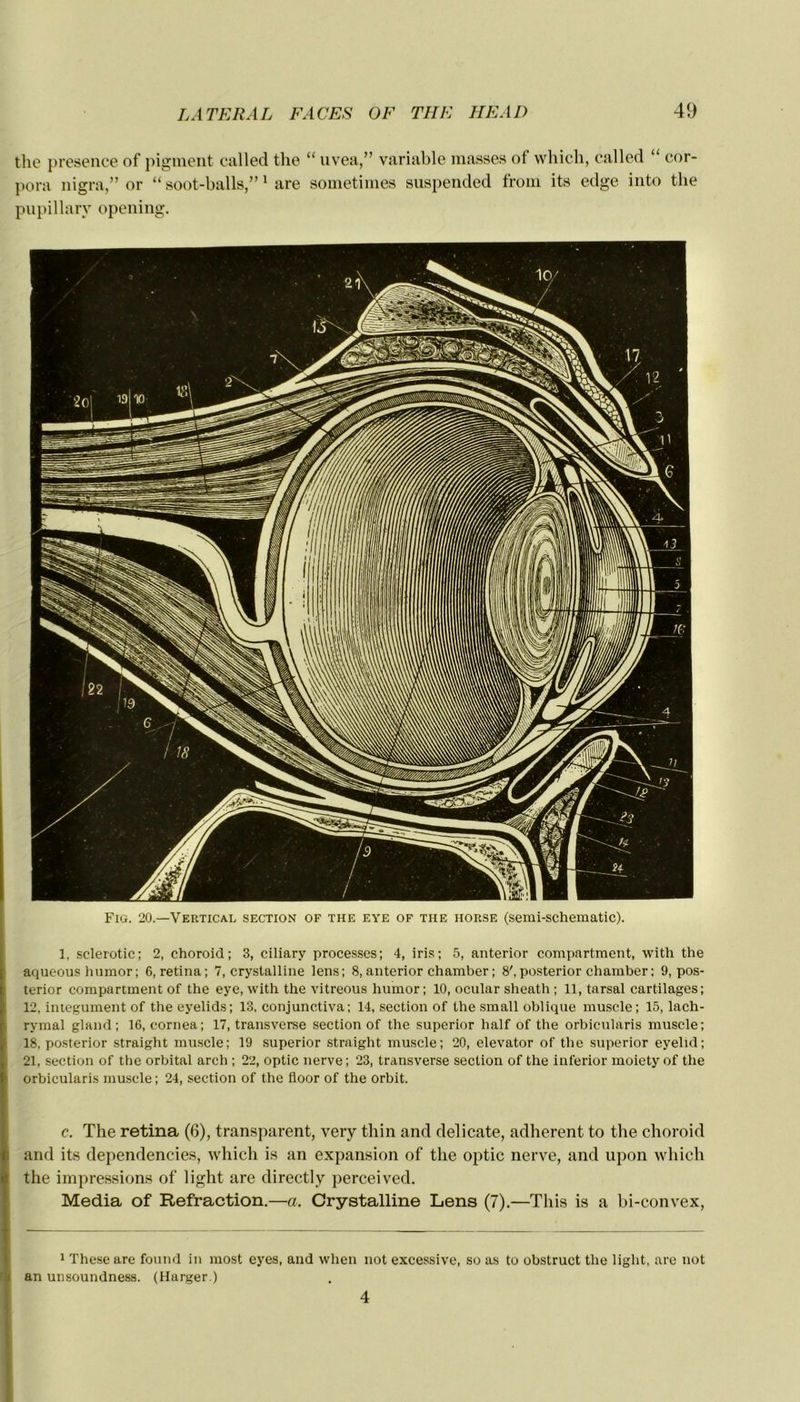 the presence of pigment called the “ uvea,” variable masses of which, called “ cor- pora nigra,” or “ soot-balls,”1 are sometimes suspended from its edge into the pupillary opening. Fig. 20.—Vertical section of the eye of the horse (semi-schematic). 1, sclerotic; 2, choroid; 3, ciliary processcs; 4, iris; 5, anterior compartment, with the aqueous humor; 6, retina; 7, crystalline lens; 8, anterior chamber ; 8',posterior chamber: 9, pos- terior compartment of the eye, with the vitreous humor; 10, ocular sheath ; 11, tarsal cartilages; 12, integument of the eyelids; 13. conjunctiva; 14, section of the small oblique muscle; 15, lach- rymal gland; 16, cornea; 17, transverse section of the superior half of the orbicularis muscle; 18, posterior straight muscle; 19 superior straight muscle; 20, elevator of the superior eyelid; 21, section of the orbital arch ; 22, optic nerve; 23, transverse section of the inferior moicty of the orbicularis muscle ; 24, section of the floor of the orbit. c. The retina (6), transparent, very thin and délicate, adhèrent to the choroid and its dependencies, which is an expansion of the optic nerve, and upon which the impressions of light are directly perceived. Media of Refraction.—a. Crystalline Lens (7).—This is a bi-convex, 1 Theseare found in most eyes, and when not excessive, so as to obstruct the light, are not an unsoundness. (Harger.) 4