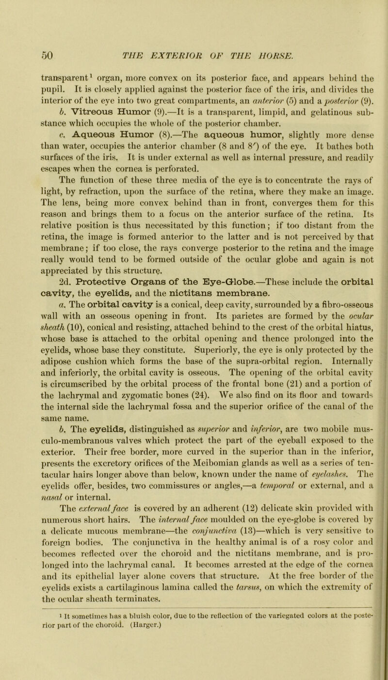 transparent1 organ, more convex on its posterior face, and appears behind the pupil. It is closely applied against the posterior face of the iris, and divides the interior of the eye into two great compartments, an anterior (5) and a, posterior (9). b. Vitreous Humor (9).—It is a transparent, limpid, and gelatinous sub- stance which occupies the whole of the posterior chamber. c. Aqueous Humor (8).—The aqueous humor, slightly more dense than water, occupies the anterior chamber (8 and 8') of the eye. It bathes both surfaces of the iris. It is under external as well as internai pressure, and readily escapes when the cornea is perforated. The fonction of these three media of the eye is to concentrate the rays of light, by refraction, upon the surface of the retina, where they make an image. The lens, being more convex behind than in front, converges them for this reason and brings them to a focus on the anterior surface of the retina. Its relative position is thus necessitated by this fonction ; if too distant from the retina, the image is formed anterior to the latter and is not perceived by that membrane ; if too close, the rays converge posterior to the retina and the image really would tend to be formed outside of the ocular globe and again is not appreciated by this structure. 2d. Protective Organs of the Eye-Globe.—These include the orbital cavity, the eyelids, and the nictitans membrane. ci. The orbital cavity is a conical, deep cavity, surrounded by a fibro-osseous wall with an osseous opening in front. Its parietes are formed by the ocular sheath (10), conical and resisting, attached behind to the crest of the orbital hiatus, whose base is attached to the orbital opening and thence prolonged into the eyelids, whose base they constitute. Superiorly, the eye is only protected by the adipose cushion which forms the base of the supra-orbital région. Internally and inferiorly, the orbital cavity is osseous. The opening of the orbital cavity is circumscribed by the orbital process of the frontal bone (21) and a portion of the lachrymal and zygomatic bones (24). We also find on its floor and towards the internai side the lachrymal fossa and the superior orifice of the canal of the same name. b. The eyelids, distinguished as superior and inferior, are two mobile mus- culo-membranous valves which protect the part of the eyeball exposed to the exterior. Tlieir free border, more curved in the superior than in the inferior, présents the excretory orifices of the Meibomian glands as well as a sériés of ten- tacular hairs longer above than below, known under the name of eyelashes. The eyelids offer, besides, two commissures or angles,—a temporal or external, and a nasal or internai. The external face is covered by an adhèrent (12) délicate skin provided with numerous short hairs. The internai face moulded on the eye-globe is covered by a délicate mucous membrane—the conjunctiva (13)—which is very sensitive to foreign bodies. The conjunctiva in the healthy animal is of a rosy color and becomes reflected over the choroid and the nictitans membrane, and is pro- longed into the lachrymal canal. It becomes arrested at the edge of the cornea and its épithélial layer alone covers that structure. At the free border of the eyelids exists a cartilaginous lamina called the tarsus, on which the extremity of the ocular sheath terminâtes. 1 It sometiines has a bluish color, duc to the reflection of the variegated colors at the poste- rior part of the choroid. (Harger.)