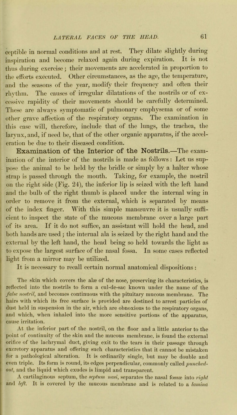 ceptible in normal conditions and at rest. They dilate slightly during inspiration and become relaxed again during expiration. It is not thus during exercise ; their movements are accelerated in proportion to the efforts exécuted. Otber circumstances, as the âge, the température, and the seasons of the year, modify their frequency and often their rhythm. The causes of irregular dilatations of the nostrils or of ex- cessive rapidity of their movements should be carefully determined. Tliese are always symptomatic of pulmonary emphysema or of somc other grave affection of the respiratory organs. The examination in tliis case Avili, therefore, include that of the lungs, the trachea, the larynx, and, if need be, that of the other organic apparatus, if the accél- ération be due to their diseased condition. Examination of the Interior of the Nostrils.—The exam- ination of the interior of the nostrils is made as follows : Let us sup- pose the animal to be held by the bridle or simply by a halter whose strap is passed through the mouth. Taking, for example, the nostril on the right side (Fig. 24), the inferior lip is seized with the left hand and the bulb of the right thumb is .placed under the internai wing in order to remove it from the external, which is séparated by means of the index finger. With tliis simple manœuvre it is usually suffi- cient to inspect the state of the mucous membrane over a large part of its area. If it do not suffice, an assistant will hold the head, and both hands are used ; the internai ala is seized by the right hand and the external by the left hand, the head being so held towards the light as to expose the largest surface of the nasal fossa. In some cases reflected light from a mirror may be utilized. It is necessary to recall certain normal anatomical dispositions : The skin wliich covers the alæ of the nose, preserving its characteristics, is reflected into the nostrils to form a cul-de-sac known under the naine of the false nostril, and becomes continuons with the pituitary mucous membrane. The hairs with which its free surface is provided are destined to arrest particles of dust held in suspension in the air, which are obnoxious to the respiratory organs, and which, when inhaled into the more sensitive portions of the apparatus, cause irritation. At the inferior part of the nostril, on the floor and a little anterior to the point of continuity of the skin and the mucous membrane, is found the external orifice of the lachrymal duct, giving exit to the tears in their passage through excretory apparatus and offering such characteristics that it cannot be mistaken for a pathological alteration. It is ordinarily single, but may be double and even triple. Its form is round, its edges perpendicular, commonly called punched- out, and the liquid which exudes is limpid and transparent. A cartilaginous septum, the septum uasi, séparâtes the nasal fossæ into right and left. It is covered by the mucous membrane and is related to a lamina