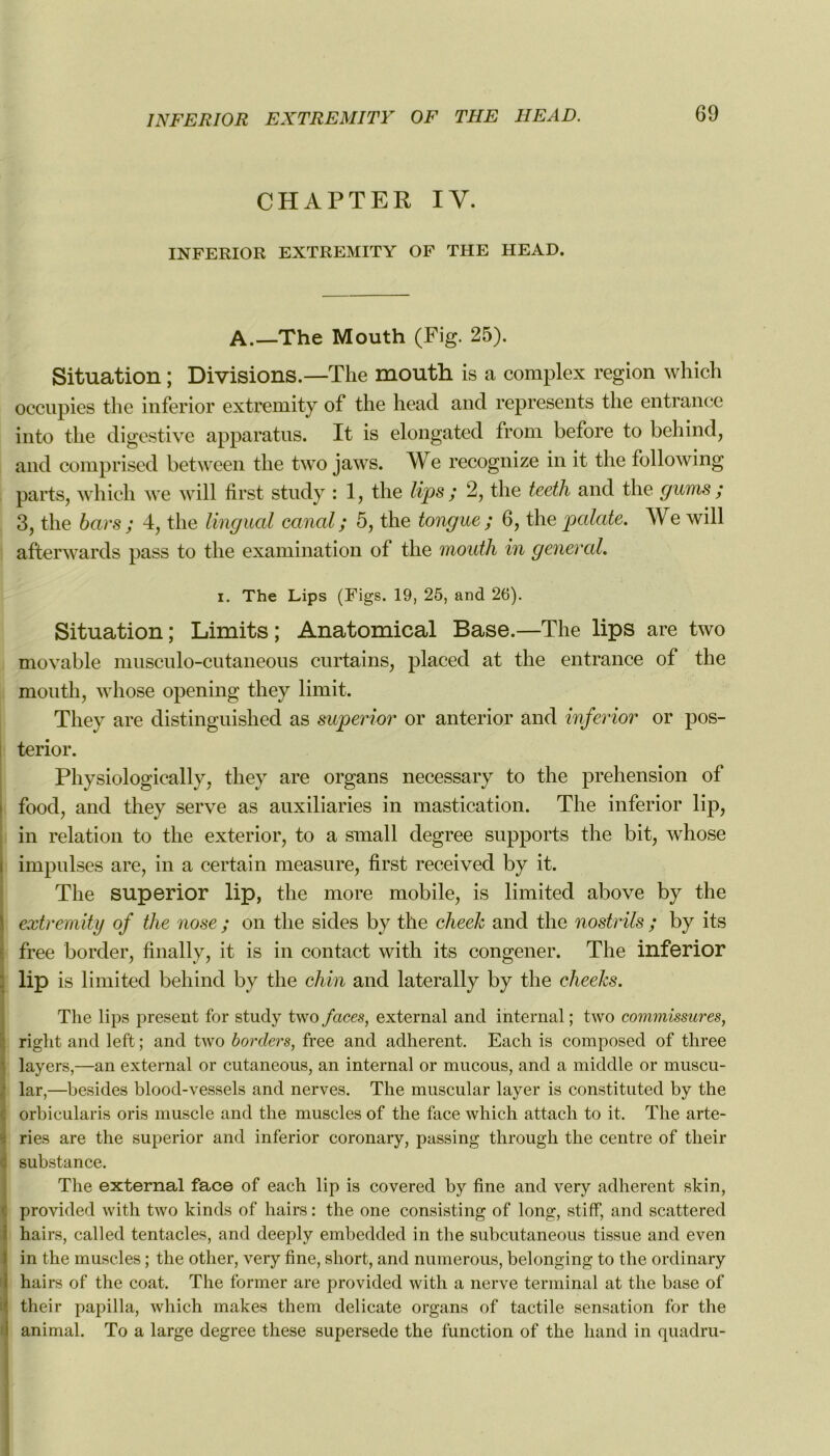 INFERIOR EXTREMITE OF THE HEAD. CHAPTER IV. INFERIOR EXTREMITY OF THE HEAD. A.—The Mouth (Fig. 25). Situation ; Divisions.—The mouth is a complex région which occupies the inferior extremity of the heacl and represents the entrance into the digestive apparatus. It is elongated from before to behind, and comprised between the two jaws. We recognize in it the following parts, which we will first study : 1, the lips ; 2, the teeth and the gums ; 3, the bars ; 4, the lingual canal ; 5, the tongue ; 6, the palate. We will afterwards pass to the examination of the mouth in general. i. The Lips (Figs. 19, 25, and 26). Situation; Limits; Anatomical Base.—The lips are two movable musculo-cutaneous curtains, placed at the entrance of the mouth, whose opening they limit. Tliey are distinguished as superior or anterior and inferior or pos- terior. Physiologically, they are organs necessary to the préhension of food, and they serve as auxiliaries in mastication. The inferior lip, in relation to the exterior, to a small degree supports the bit, whose impulses are, in a certain measure, first received by it. The superior lip, the more mobile, is limited above by the extremity of the nose ; on the sicles by the clieek and the nostrils ; by its free border, finally, it is in contact with its congener. The inferior lip is limited behind by the chin and laterally by the cheelcs. The lips présent for study two faces, external and internai ; two commissures, right and left ; and two borders, free and adhèrent. Each is composed of three layers,—an external or cutaneous, an internai or mucous, and a middle or muscu- lar,—besides blood-vessels and nerves. The muscular layer is constituted by the orbicularis oris muscle and the muscles of the face which attach to it. The arte- ries are the superior and inferior coronary, passing through the centre of tlieir substance. The external face of each lip is covered by fine and very adhèrent skin, provided with two kinds of hairs : the one consisting of long, stiff, and scattered hairs, called tentacles, and deeply embedded in the subcutaneous tissue and even in the muscles ; the other, very fine, short, and numerous, belonging to the ordinary hairs of the coat. The former are provided with a nerve terminal at the base of their papilla, which makes them délicate organs of tactile sensation for the animal. To a large degree these supersede the function of the hand in quadru-