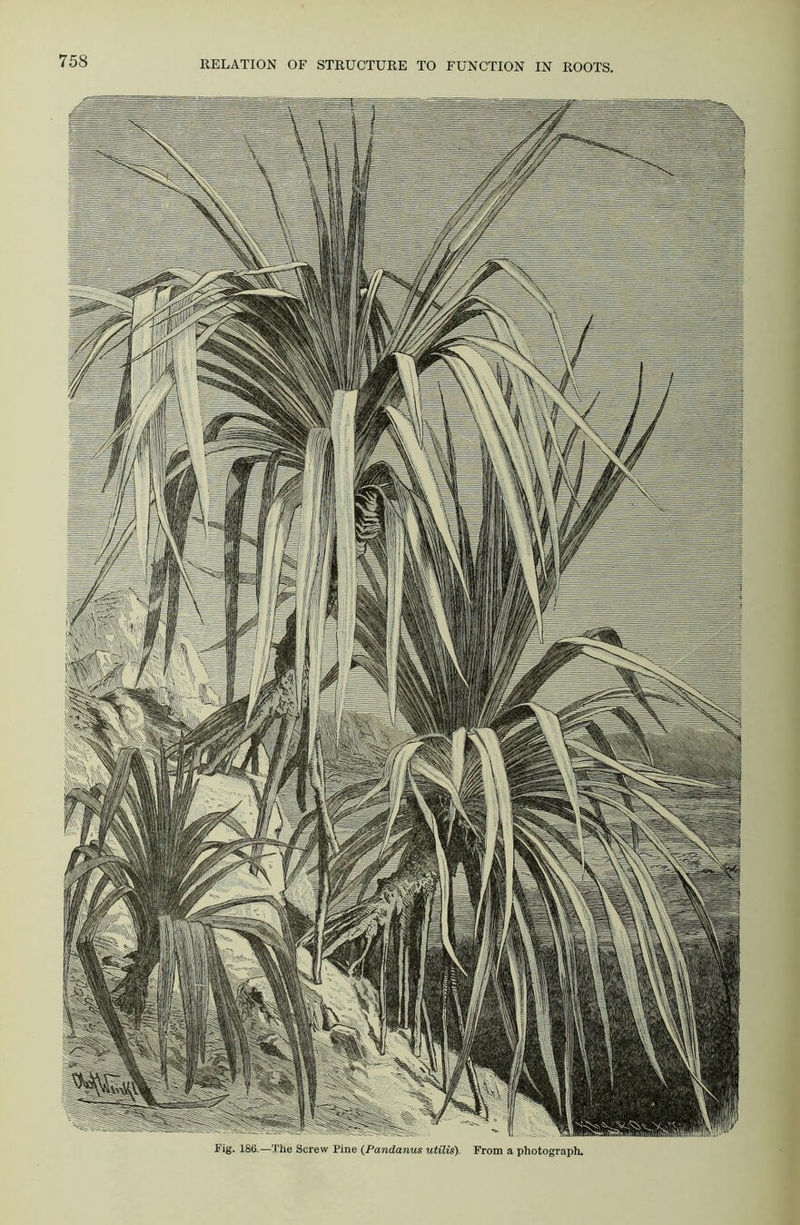 Fig. 186.—The Screw Pine (Pandanus utilis). From a photograph.