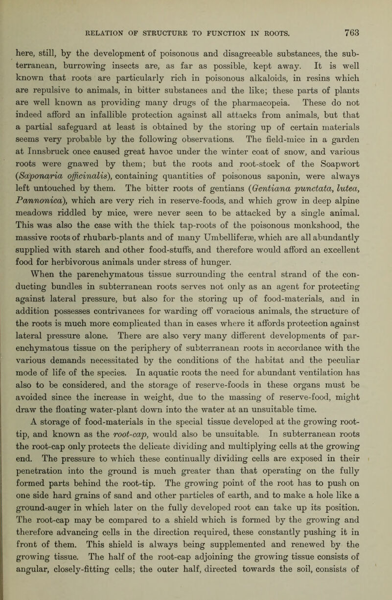 here, still, by the development of poisonous and disagreeable substances, the sub- terranean, burrowing insects are, as far as possible, kept away. It is well known that roots are particularly rich in poisonous alkaloids, in resins which are repulsive to animals, in bitter substances and the like; these parts of plants are well known as providing many drugs of the pharmacopeia. These do not indeed afford an infallible protection against all attacks from animals, but that a partial safeguard at least is obtained by the storing up of certain materials seems very probable by the following observations. The field-mice in a garden at Innsbruck once caused great havoc under the winter coat of snow, and various roots were gnawed by them; but the roots and root-stock of the Soap wort (Saponaria officinalis), containing quantities of poisonous saponin, were always left untouched by them. The bitter roots of gentians (Gentiana punctata, lutea, Pannonica), which are very rich in reserve-foods, and which grow in deep alpine meadows riddled by mice, were never seen to be attacked by a single animal. This was also the case with the thick tap-roots of the poisonous monkshood, the massive roots of rhubarb-plants and of many Umbelliferas, which are all abundantly supplied with starch and other food-stuffs, and therefore would afford an excellent food for herbivorous animals under stress of hunger. When the parenchymatous tissue surrounding the central strand of the con- ducting bundles in subterranean roots serves not only as an agent for protecting against lateral pressure, but also for the storing up of food-materials, and in addition possesses contrivances for warding off voracious animals, the structure of the roots is much more complicated than in cases where it affords protection against lateral pressure alone. There are also very many different developments of par- enchymatous tissue on the periphery of subterranean roots in accordance with the various demands necessitated by the conditions of the habitat and the peculiar mode of life of the species. In aquatic roots the need for abundant ventilation has also to be considered, and the storage of reserve-foods in these organs must be avoided since the increase in weight, due to the massing of reserve-food, might draw the floating water-plant down into the water at an unsuitable time. A storage of food-materials in the special tissue developed at the growing root- tip, and known as the root-cap, would also be unsuitable. In subterranean roots the root-cap only protects the delicate dividing and multiplying cells at the growing end. The pressure to which these continually dividing cells are exposed in their penetration into the ground is much greater than that operating on the fully formed parts behind the root-tip. The growing point of the root has to push on one side hard grains of sand and other particles of earth, and to make a hole like a ground-auger in which later on the fully developed root can take up its position. The root-cap may be compared to a shield which is formed by the growing and therefore advancing cells in the direction required, these constantly pushing it in front of them. This shield is always being supplemented and renewed by the growing tissue. The half of the root-cap adjoining the growing tissue consists of angular, closely-fitting cells; the outer half, directed towards the soil, consists of