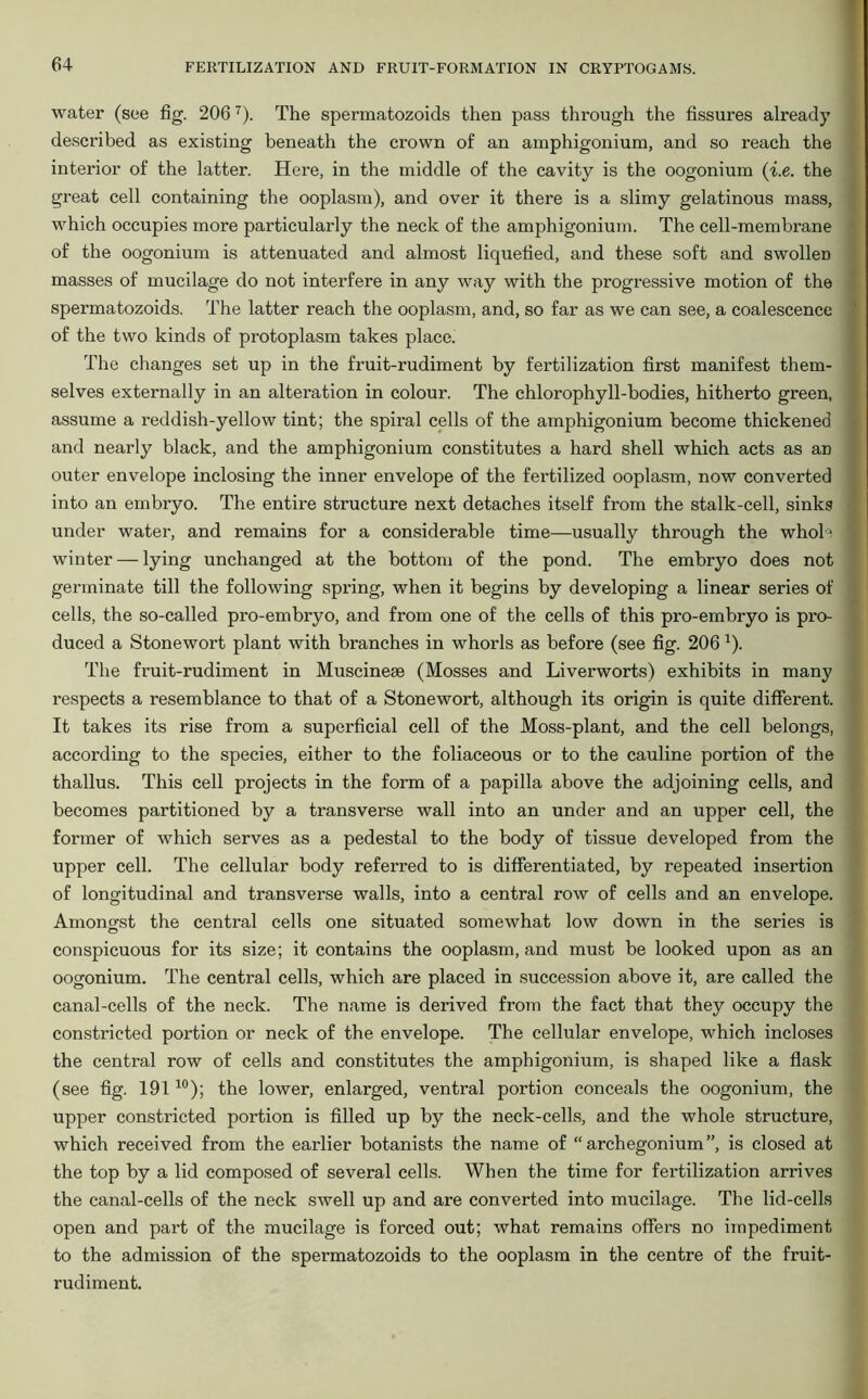 water (see fig. 2067). The spermatozoids then pass through the fissures already described as existing beneath the crown of an amphigonium, and so reach the interior of the latter. Here, in the middle of the cavity is the oogonium (i.e. the great cell containing the ooplasm), and over it there is a slimy gelatinous mass, which occupies more particularly the neck of the amphigonium. The cell-membrane of the oogonium is attenuated and almost liquefied, and these soft and swollen masses of mucilage do not interfere in any way with the progressive motion of the spermatozoids. The latter reach the ooplasm, and, so far as we can see, a coalescence of the two kinds of protoplasm takes place. The changes set up in the fruit-rudiment by fertilization first manifest them- selves externally in an alteration in colour. The chlorophyll-bodies, hitherto green, assume a reddish-yellow tint; the spiral cells of the amphigonium become thickened and nearly black, and the amphigonium constitutes a hard shell which acts as an outer envelope inclosing the inner envelope of the fertilized ooplasm, now converted into an embryo. The entire structure next detaches itself from the stalk-cell, sinks under water, and remains for a considerable time—usually through the whole winter — lying unchanged at the bottom of the pond. The embryo does not germinate till the following spring, when it begins by developing a linear series of cells, the so-called pro-embryo, and from one of the cells of this pro-embryo is pro- duced a Stone wort plant with branches in whorls as before (see fig. 206 :). The fruit-rudiment in Muscinese (Mosses and Liverworts) exhibits in many respects a resemblance to that of a Stonewort, although its origin is quite different. It takes its rise from a superficial cell of the Moss-plant, and the cell belongs, according to the species, either to the foliaceous or to the cauline portion of the thallus. This cell projects in the form of a papilla above the adjoining cells, and becomes partitioned by a transverse wall into an under and an upper cell, the former of which serves as a pedestal to the body of tissue developed from the upper cell. The cellular body referred to is differentiated, by repeated insertion of longitudinal and transverse walls, into a central row of cells and an envelope. Amongst the central cells one situated somewhat low down in the series is conspicuous for its size; it contains the ooplasm, and must be looked upon as an oogonium. The central cells, which are placed in succession above it, are called the canal-cells of the neck. The name is derived from the fact that they occupy the constricted portion or neck of the envelope. The cellular envelope, which incloses the central row of cells and constitutes the amphigonium, is shaped like a flask (see fig. 19110); the lower, enlarged, ventral portion conceals the oogonium, the upper constricted portion is filled up by the neck-cells, and the whole structure, which received from the earlier botanists the name of “ archegonium ”, is closed at the top by a lid composed of several cells. When the time for fertilization arrives the canal-cells of the neck swell up and are converted into mucilage. The lid-cells open and part of the mucilage is forced out; what remains offers no impediment to the admission of the spermatozoids to the ooplasm in the centre of the fruit- rudiment.