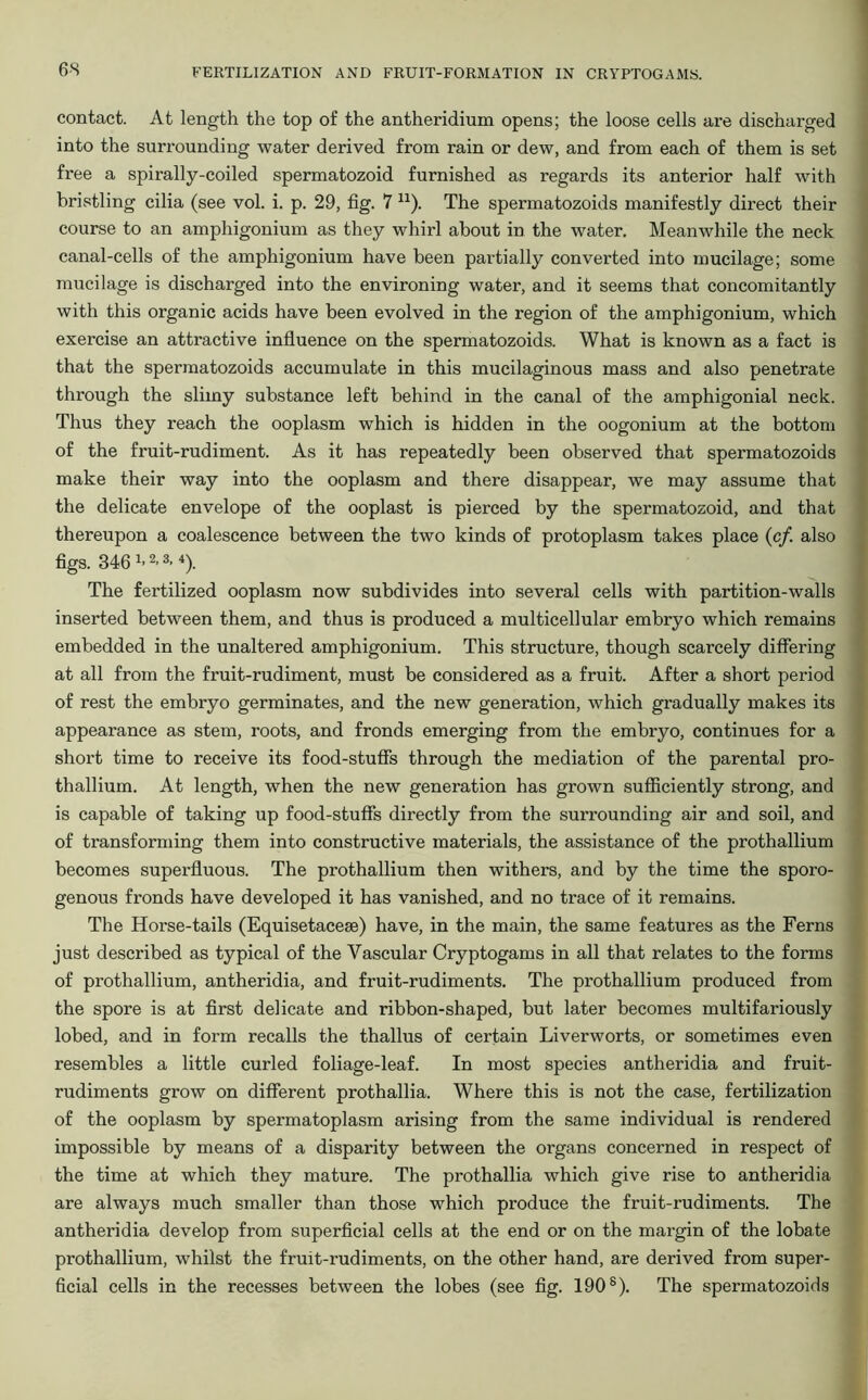 contact. At length the top of the antheridium opens; the loose cells are discharged into the surrounding water derived from rain or dew, and from each of them is set free a spirally-coiled spermatozoid furnished as regards its anterior half with bristling cilia (see vol. i. p. 29, fig. 7 n). The spermatozoids manifestly direct their course to an amphigonium as they whirl about in the water. Meanwhile the neck canal-cells of the amphigonium have been partially converted into mucilage; some mucilage is discharged into the environing water, and it seems that concomitantly with this organic acids have been evolved in the region of the amphigonium, which exercise an attractive influence on the spermatozoids. What is known as a fact is that the spermatozoids accumulate in this mucilaginous mass and also penetrate through the slimy substance left behind in the canal of the amphigonial neck. Thus they reach the ooplasm which is hidden in the oogonium at the bottom of the fruit-rudiment. As it has repeatedly been observed that spermatozoids make their way into the ooplasm and there disappear, we may assume that the delicate envelope of the ooplast is pierced by the spermatozoid, and that thereupon a coalescence between the two kinds of protoplasm takes place (c/. also figs. 346 1-2-3-4). The fertilized ooplasm now subdivides into several cells with partition-walls inserted between them, and thus is produced a multicellular embryo which remains embedded in the unaltered amphigonium. This structure, though scarcely differing at all from the fruit-rudiment, must be considered as a fruit. After a short period of rest the embryo germinates, and the new generation, which gradually makes its appearance as stem, roots, and fronds emerging from the embryo, continues for a short time to receive its food-stuff's through the mediation of the parental pro- thallium. At length, when the new generation has grown sufficiently strong, and is capable of taking up food-stuff's directly from the surrounding air and soil, and of transforming them into constructive materials, the assistance of the prothallium becomes superfluous. The prothallium then withers, and by the time the sporo- genous fronds have developed it has vanished, and no trace of it remains. The Horse-tails (Equisetacese) have, in the main, the same features as the Ferns just described as typical of the Vascular Cryptogams in all that relates to the forms of prothallium, antheridia, and fruit-rudiments. The prothallium produced from the spore is at first delicate and ribbon-shaped, but later becomes multifariously lobed, and in form recalls the thallus of certain Liverworts, or sometimes even resembles a little curled foliage-leaf. In most species antheridia and fruit- rudiments grow on different prothallia. Where this is not the case, fertilization of the ooplasm by spermatoplasm arising from the same individual is rendered impossible by means of a disparity between the organs concerned in respect of the time at which they mature. The prothallia which give rise to antheridia are always much smaller than those which produce the fruit-rudiments. The antheridia develop from superficial cells at the end or on the margin of the lobate prothallium, whilst the fruit-rudiments, on the other hand, are derived from super- ficial cells in the recesses between the lobes (see fig. 190 s). The spermatozoids