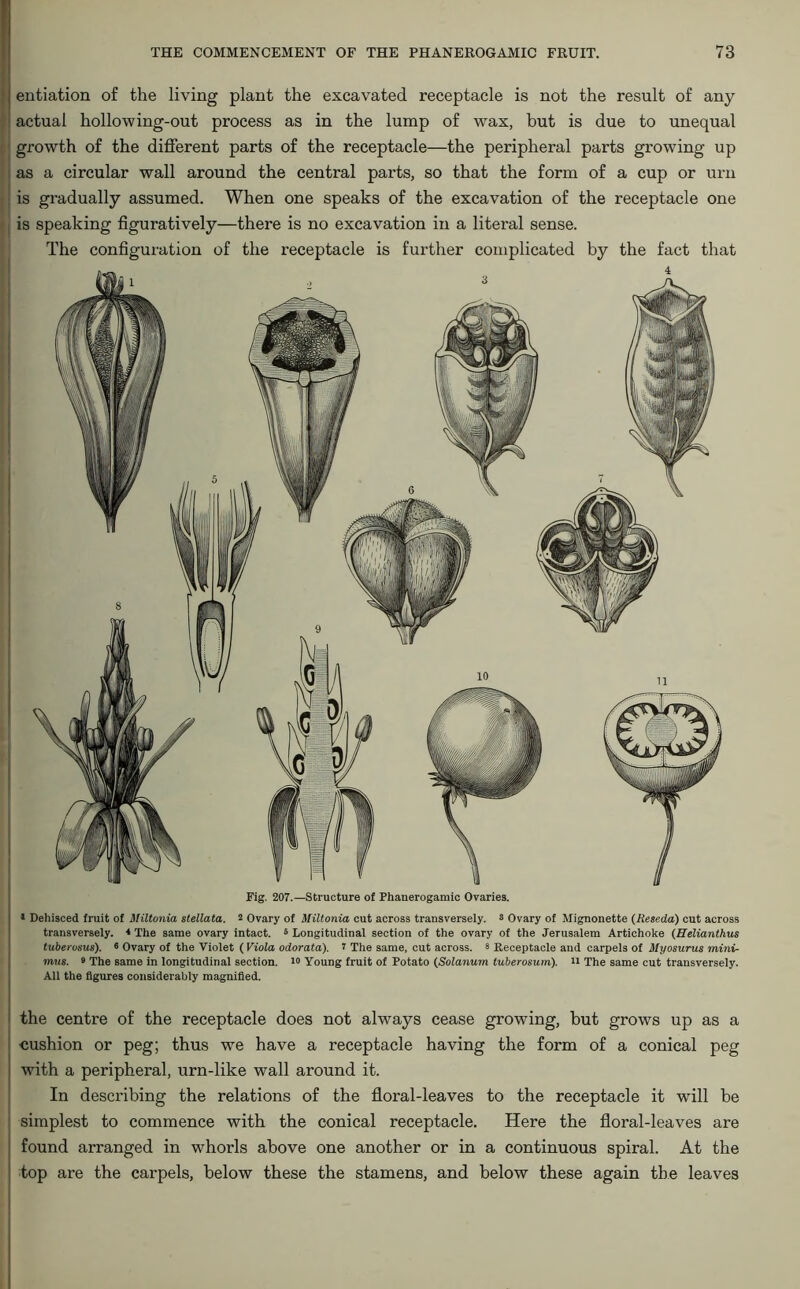 entiation of the living plant the excavated receptacle is not the result of any actual hollow ing-out process as in the lump of wax, but is due to unequal growth of the different parts of the receptacle—the peripheral parts growing up as a circular wall around the central parts, so that the form of a cup or urn is gradually assumed. When one speaks of the excavation of the receptacle one is speaking figuratively—there is no excavation in a literal sense. The configuration of the receptacle is further complicated by the fact that Fig. 207.—Structure of Phanerogamic Ovaries. * Dehisced fruit of Miltonia stellata. 2 Ovary of Miltonia cut across transversely. 3 Ovary of Mignonette (Reseda) cut across transversely. * The same ovary intact. 6 Longitudinal section of the ovary of the Jerusalem Artichoke (Helianthus tuberosus). 6 Ovary of the Violet ( Viola odorata). 7 The same, cut across. 3 Receptacle and carpels of Myosurus mini- mus. 9 The same in longitudinal section. 10 Young fruit of Potato (Solanum tuberosum), u The same cut transversely. All the figures considerably magnified. the centre of the receptacle does not always cease growing, hut grows up as a cushion or peg; thus we have a receptacle having the form of a conical peg with a peripheral, urn-like wall around it. In describing the relations of the floral-leaves to the receptacle it will be simplest to commence with the conical receptacle. Here the floral-leaves are found arranged in whorls above one another or in a continuous spiral. At the top are the carpels, below these the stamens, and below these again the leaves