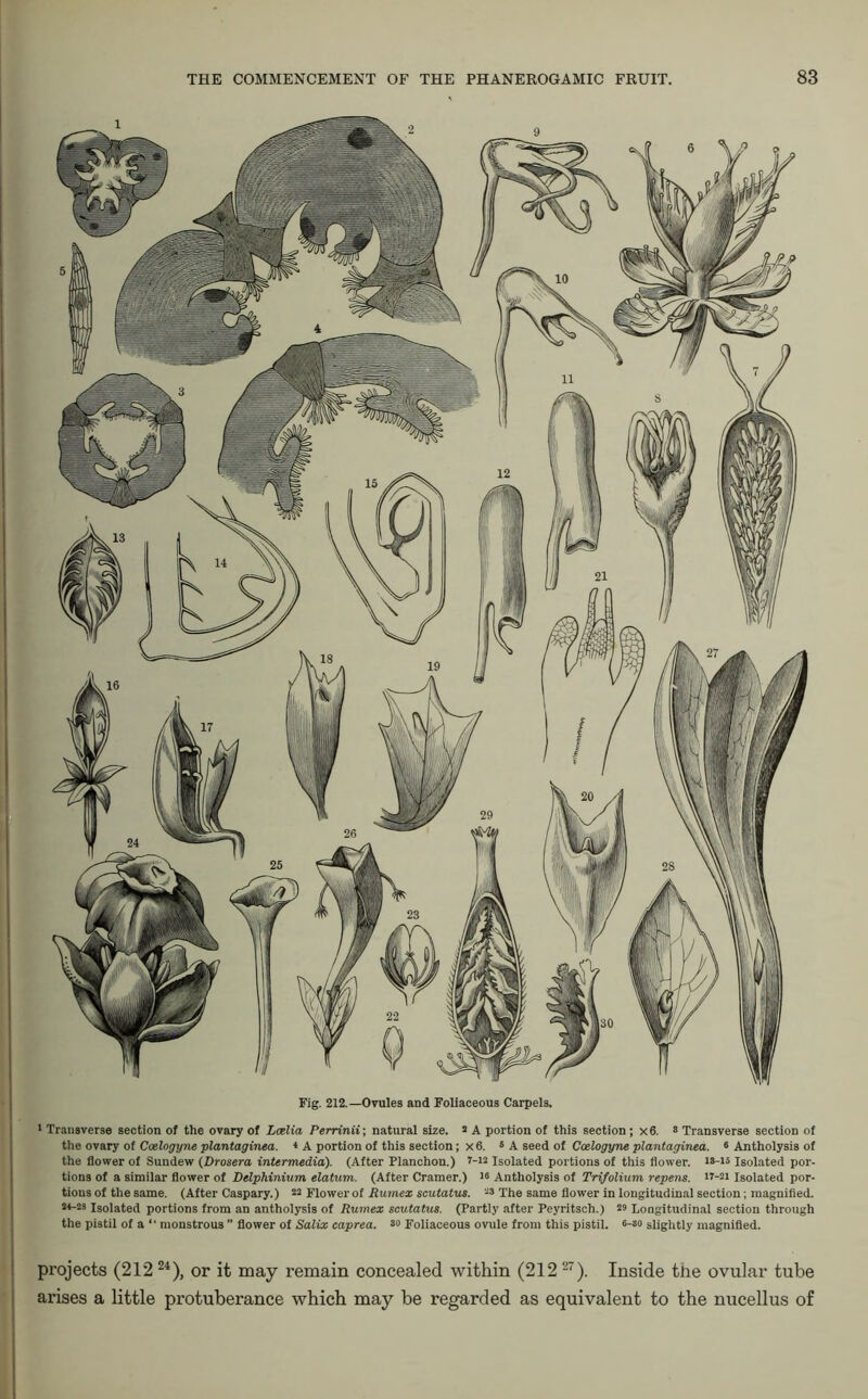 Fig. 212.—Ovules and Foliaceous Carpels. 1 Transverse section of the ovary of Leelia Perrinii; natural size. 2 A portion of this section ; x6. 8 Transverse section of the ovary of Ccelogyne plantaginea. 4 A portion of this section; x 6. 5 A seed of Ccelogyne plantaginea. 6 Antholysis of the flower of Sundew (Drosera intermedia). (After Planchon.) f-w Isolated portions of this flower. 18-ls Isolated por- tions of a similar flower of Delphinium elatum. (After Cramer.) 18 Antholysis of Trifolium repens. >r-2> Isolated por- tions of the same. (After Caspary.) 22 Flower of Rumex scutatus. 28 The same flower in longitudinal section; magnified. 24-28 Isolated portions from an antholysis of Rumex scutatus. (Partly after Peyritsch.) 28 Longitudinal section through the pistil of a “ monstrous ’’ flower of Salix caprea. 80 Foliaceous ovule from this pistil. 8-88 slightly magnified. projects (212 24), or it may remain concealed within (212 27). Inside the ovular tube arises a little protuberance which may be regarded as equivalent to the nucellus of