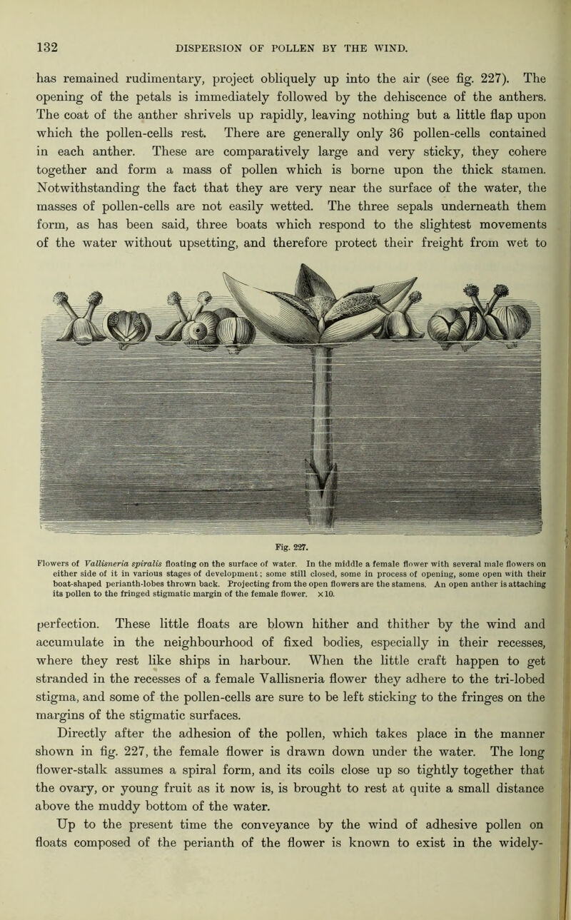 has remained rudimentary, project obliquely up into the air (see fig. 227). The opening of the petals is immediately followed by the dehiscence of the anthers. The coat of the anther shrivels up rapidly, leaving nothing but a little flap upon which the pollen-cells rest. There are generally only 36 pollen-cells contained in each anther. These are comparatively large and very sticky, they cohere together and form a mass of pollen which is borne upon the thick stamen. Notwithstanding the fact that they are very near the surface of the water, the masses of pollen-cells are not easily wetted. The three sepals underneath them form, as has been said, three boats which respond to the slightest movements of the water without upsetting, and therefore protect their freight from wet to Fig. 227. Flowers of Vallisneria spiralis floating on the surface of water. In the middle a female flower with several male flowers on either side of it in various stages of development; some still closed, some in process of opening, some open with their boat-shaped perianth-lobes thrown back. Projecting from the open flowers are the stamens. An open anther is attaching its pollen to the fringed stigmatic margin of the female flower, x 10. perfection. These little floats are blown hither and thither by the wind and accumulate in the neighbourhood of fixed bodies, especially in their recesses, where they rest like ships in harbour. When the little craft happen to get stranded in the recesses of a female Vallisneria flower they adhere to the tri-lobed stigma, and some of the pollen-cells are sure to he left sticking to the fringes on the margins of the stigmatic surfaces. Directly after the adhesion of the pollen, which takes place in the manner shown in fig. 227, the female flower is drawn down under the water. The long flower-stalk assumes a spiral form, and its coils close up so tightly together that the ovary, or young fruit as it now is, is brought to rest at quite a small distance above the muddy bottom of the water. Up to the present time the conveyance by the wind of adhesive pollen on floats composed of the perianth of the flower is known to exist in the widely-