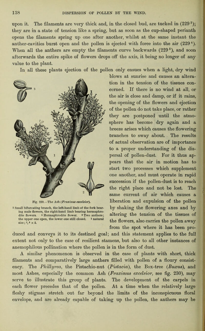 upon it. The filaments are very thick and, in the closed bud, are tucked in (2293); they are in a state of tension like a spring, but as soon as the cup-shaped perianth opens the filaments spring up one after another, whilst at the same instant the anther-cavities burst open and the pollen is ejected with force into the air (229 4). When all the anthers are empty the filaments curve backwards (2295), and soon afterwards the entire spike of flowers drops off the axis, it being no longer of any value to the plant. In all these plants ejection of the pollen only ensues when a light, dry wind blows at sunrise and causes an altera- tion in the tension of the tissues con- cerned. If there is no wind at all, or the air is close and damp, or if it rains, the opening of the flowers and ejection of the pollen do not take place, or rather they are postponed until the atmo- sphere has become dry again and a breeze arises which causes the flowering branches to sway about. The results of actual observation are of importance to a proper understanding of the dis- persal of pollen-dust. For it thus ap- pears that the air in motion has to start two processes which supplement one another, and must operate in rapid succession if the pollen-dust is to reach the right place and not be lost. The same current of air which causes a liberation and expulsion of the pollen by shaking the flowering axes and by altering the tension of the tissues of the flowers, also carries the pollen away from the spot where it has been pro- duced and conveys it to its destined goal; and this statement applies to the full extent not only to the case of resilient stamens, but also to all other instances of anemophilous pollination where the pollen is in the form of dust. A similar phenomenon is observed in the case of plants with short, thick filaments and comparatively large anthers filled with pollen of a floury consist- ency. The Phillyrea, the Pistachio-nut (Pistacia), the Box-tree (Buxus), and most Ashes, especially the common Ash (Fraxinus excelsior, see fig. 230), may serve to illustrate this group of plants. The development of the carpels in each flower precedes that of the pollen. At a time when the relatively large fleshy stigmas stretch out far beyond the limits of the inconspicuous floral envelope, and are already capable of taking up the pollen, the anthers may be Fig. 230.—The Ash (Fraxinus excelsior). i Small bifurcating branch, the left-hand limb of the fork bear- ing male flowers, the right-hand limb bearing hermaphro- dite flowers. 2 Hermaphrodite flower. 8 Two anthers; the upper one open, the lower one still closed. 1 natural size; 2, 8 x 6.