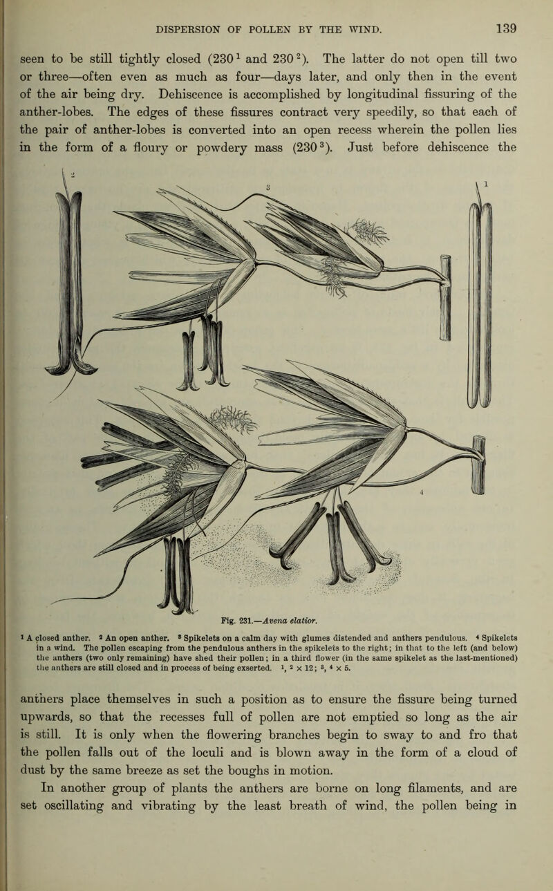 seen to be still tightly closed (2301 and 2302). The latter do not open till two or three—often even as much as four—days later, and only then in the event of the air being dry. Dehiscence is accomplished by longitudinal Assuring of the anther-lobes. The edges of these fissures contract very speedily, so that each of the pair of anther-lobes is converted into an open recess wherein the pollen lies in the form of a floury or powdery mass (2303). Just before dehiscence the Fig. 231.—Avena elatior. 1 A closed anther. 2 An open anther. 8 Spikelets on a calm day with glumes distended and anthers pendulous. 4 Spikelets in a wind. The pollen escaping from the pendulous anthers in the spikelets to the right; in that to the left (and below) the anthers (two only remaining) have shed their pollen; in a third flower (in the same spikelet as the last-mentioned) the anthers are still closed and in process of being exserted. i, 2 x 12; s, 4 x 6. anthers place themselves in such a position as to ensure the fissure being turned upwards, so that the recesses full of pollen are not emptied so long as the air is still. It is only when the flowering branches begin to sway to and fro that the pollen falls out of the loculi and is blown away in the form of a cloud of dust by the same breeze as set the boughs in motion. In another group of plants the anthers are borne on long filaments, and are set oscillating and vibrating by the least breath of wind, the pollen being in