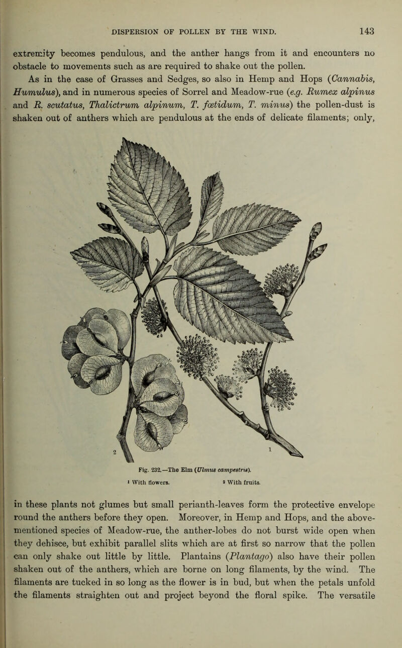 extremity becomes pendulous, and the anther hangs from it and encounters no obstacle to movements such as are required to shake out the pollen. As in the case of Grasses and Sedges, so also in Hemp and Hops (Cannabis, Humulus), and in numerous species of Sorrel and Meadow-rue (e.g. Rumex alpinus and R. scutatus, Thalictrum alpinum, T. foetidum, T. minus) the pollen-dust is shaken out of anthers which are pendulous at the ends of delicate filaments; only, Fig. 232.—The Elm (Ulmus eampestns). 1 With (lowers. 2 With fruits. in these plants not glumes but small perianth-leaves form the protective envelope round the anthers before they open. Moreover, in Hemp and Hops, and the above- mentioned species of Meadow-rue, the anther-lobes do not burst wide open when they dehisce, but exhibit parallel slits which are at first so narrow that the pollen can only shake out little by little. Plantains (Plantago) also have their pollen shaken out of the anthers, which are borne on long filaments, by the wind. The filaments are tucked in so long as the flower is in bud, but when the petals unfold the filaments straighten out and project beyond the floral spike. The versatile