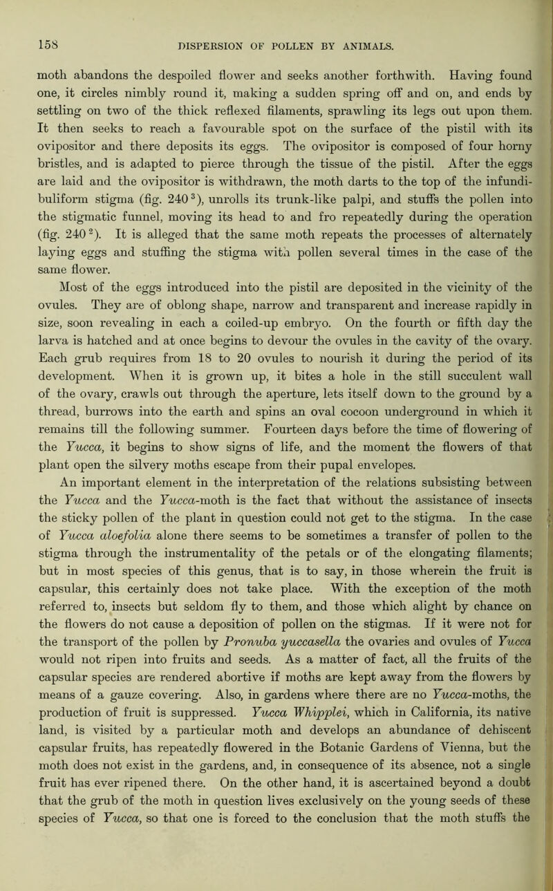 moth abandons the despoiled flower and seeks another forthwith. Having found one, it circles nimbly round it, making a sudden spring off and on, and ends by settling on two of the thick reflexed filaments, sprawling its legs out upon them. It then seeks to reach a favourable spot on the surface of the pistil with its ovipositor and there deposits its eggs. The ovipositor is composed of four horny bristles, and is adapted to pierce through the tissue of the pistil. After the eggs are laid and the ovipositor is withdrawn, the moth darts to the top of the infundi- buliform stigma (fig. 2403), unrolls its trunk-like palpi, and stuffs the pollen into the stigmatic funnel, moving its head to and fro repeatedly during the operation (fig. 2402). It is alleged that the same moth repeats the processes of alternately laying eggs and stuffing the stigma with pollen several times in the case of the same flower. Most of the eggs introduced into the pistil are deposited in the vicinity of the ovules. They are of oblong shape, narrow and transparent and increase rapidly in size, soon revealing in each a coiled-up embryo. On the fourth or fifth day the larva is hatched and at once begins to devour the ovules in the cavity of the ovary. Each grub requires from 18 to 20 ovules to nourish it during the period of its development. When it is grown up, it bites a hole in the still succulent wall of the ovary, crawls out through the aperture, lets itself down to the ground by a thread, burrows into the earth and spins an oval cocoon underground in which it remains till the following summer. Fourteen days before the time of flowering of the Yucca, it begins to show signs of life, and the moment the flowers of that plant open the silvery moths escape from their pupal envelopes. An important element in the interpretation of the relations subsisting between the Yucca and the Yucca-moth is the fact that without the assistance of insects the sticky pollen of the plant in question could not get to the stigma. In the case of Yucca aloefolia alone there seems to be sometimes a transfer of pollen to the stigma through the instrumentality of the petals or of the elongating filaments; but in most species of this genus, that is to say, in those wherein the fruit is capsular, this certainly does not take place. With the exception of the moth referred to, insects but seldom fly to them, and those which alight by chance on the flowers do not cause a deposition of pollen on the stigmas. If it were not for the transport of the pollen by Pronuba yuccasella the ovaries and ovules of Yucca would not ripen into fruits and seeds. As a matter of fact, all the fruits of the capsular species are rendered abortive if moths are kept away from the flowers by means of a gauze covering. Also, in gardens where there are no Fucca-moths, the production of fruit is suppressed. Yucca Whipplei, which in California, its native land, is visited by a particular moth and develops an abundance of dehiscent capsular fruits, has repeatedly flowered in the Botanic Gardens of Vienna, but the moth does not exist in the gardens, and, in consequence of its absence, not a single fruit has ever ripened there. On the other hand, it is ascertained beyond a doubt that the grub of the moth in question lives exclusively on the young seeds of these species of Yucca, so that one is forced to the conclusion that the moth stuffs the
