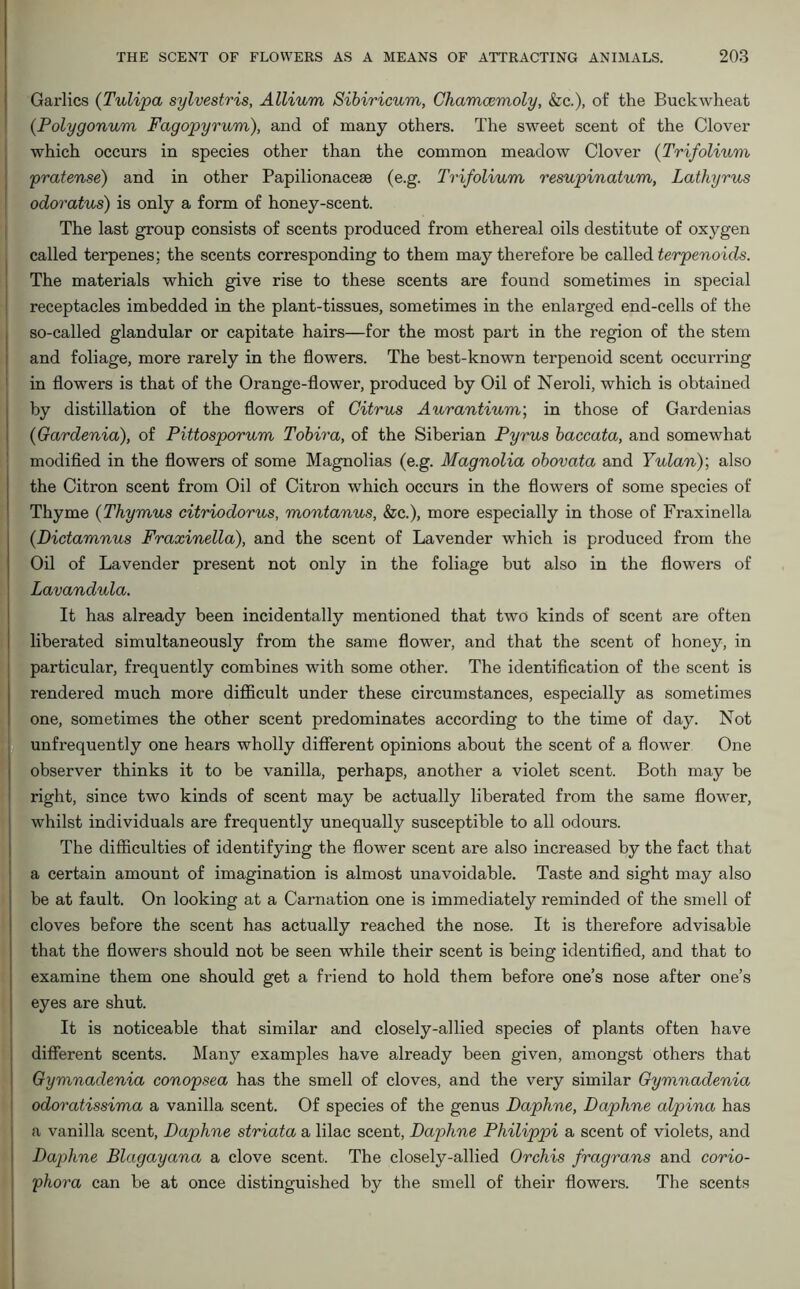 Garlics (Tulipa sylvestris, Allium Sibiricum, Chamcemoly, &c.), of the Buckwheat (Polygonum Fagopyrum), and of many others. The sweet scent of the Clover which occurs in species other than the common meadow Clover (Trifolium pratense) and in other Papilionacese (e.g. Trifolium resupinatum, Lathyrus odoratus) is only a form of honey-scent. The last group consists of scents produced from ethereal oils destitute of oxygen called terpenes; the scents corresponding to them may therefore he called terpenoids. The materials which give rise to these scents are found sometimes in special receptacles imbedded in the plant-tissues, sometimes in the enlarged end-cells of the so-called glandular or capitate hairs—for the most part in the region of the stem and foliage, more rarely in the flowers. The best-known terpenoid scent occurring in flowers is that of the Orange-flower, produced by Oil of Neroli, which is obtained by distillation of the flowers of Citrus Aurantium; in those of Gardenias (Gardenia), of Pittosporum Tobira, of the Siberian Pyrus baccata, and somewhat modified in the flowers of some Magnolias (e.g. Magnolia obovata and Yulanf also the Citron scent from Oil of Citron which occurs in the flowers of some species of Thyme (Thymus citriodorus, montanus, &c.), more especially in those of Fraxinella (Dictamnus Fraxinella), and the scent of Lavender which is produced from the Oil of Lavender present not only in the foliage but also in the flowers of Lavandula. It has already been incidentally mentioned that two kinds of scent are often liberated simultaneously from the same flower, and that the scent of honey, in particular, frequently combines with some other. The identification of the scent is rendered much more difficult under these circumstances, especially as sometimes one, sometimes the other scent predominates according to the time of day. Not unfrequently one hears wholly different opinions about the scent of a flower One observer thinks it to be vanilla, perhaps, another a violet scent. Both may be right, since two kinds of scent may be actually liberated from the same flower, whilst individuals are frequently unequally susceptible to all odours. The difficulties of identifying the flower scent are also increased by the fact that a certain amount of imagination is almost unavoidable. Taste and sight may also be at fault. On looking at a Carnation one is immediately reminded of the smell of cloves before the scent has actually reached the nose. It is therefore advisable that the flowers should not be seen while their scent is being identified, and that to examine them one should get a friend to hold them before one’s nose after one’s eyes are shut. It is noticeable that similar and closely-allied species of plants often have different scents. Many examples have already been given, amongst others that Gymnadenia conopsea has the smell of cloves, and the very similar Gymnadenia odoratissima a vanilla scent. Of species of the genus Daphne, Daphne alpina has a vanilla scent, Daphne striata a lilac scent, Daphne Philippi a scent of violets, and Daphne Blagayana a clove scent. The closely-allied Orchis fragrans and corio- phora can be at once distinguished by the smell of their flowers. The scents