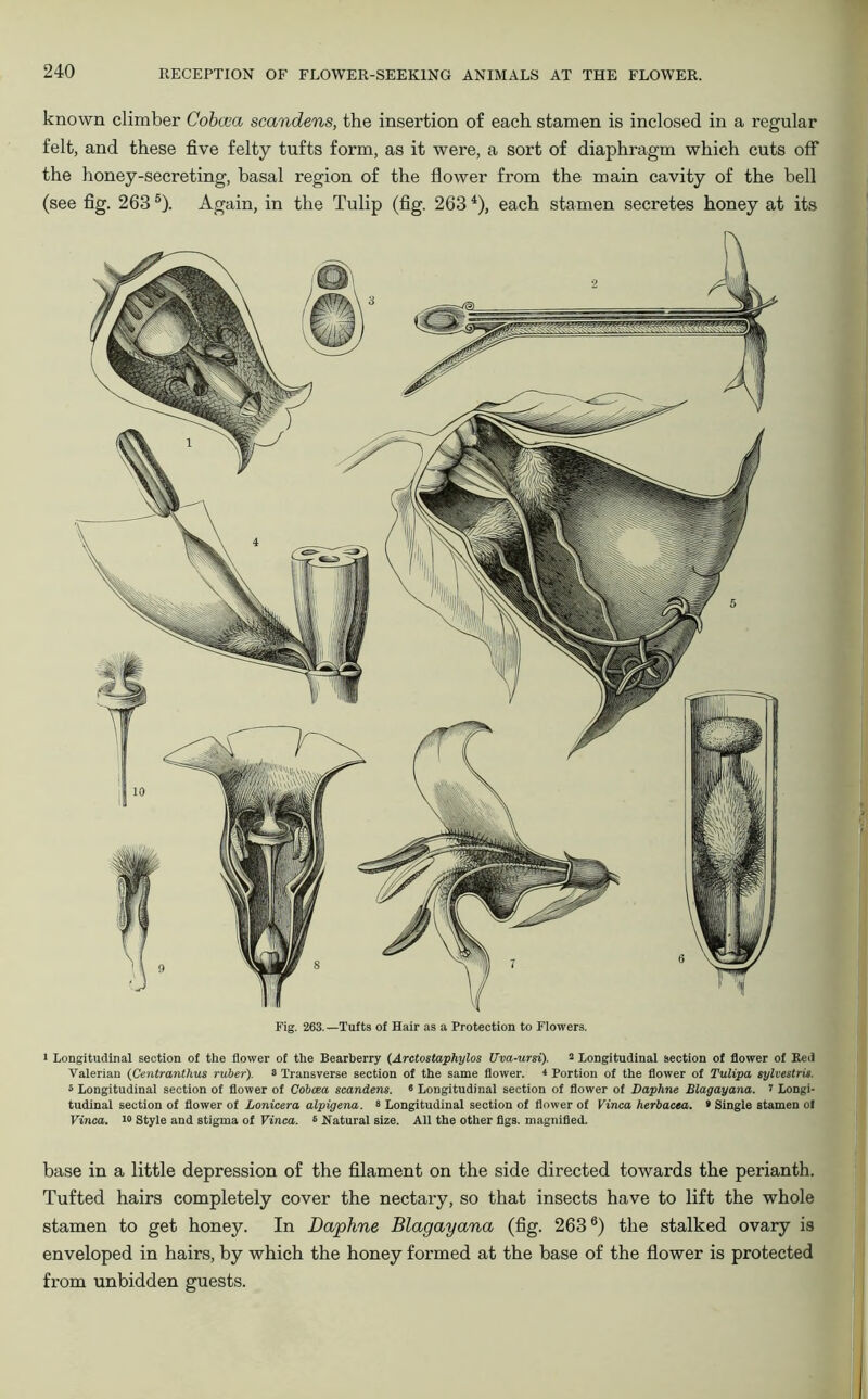 known climber Cobcca scandens, the insertion of each stamen is inclosed in a regular felt, and these five felty tufts form, as it were, a sort of diaphragm which cuts off the honey-secreting, basal region of the flower from the main cavity of the bell (see fig. 263 5). Again, in the Tulip (fig. 263i), each stamen secretes honey at its Fig. 263.—Tufts of Hair as a Protection to Flowers. 1 Longitudinal section of the flower of the Bearberry (Arctostaphylos Uva-ursi). 2 Longitudinal section of flower of Red Valerian (Centranthus ruber). 8 Transverse section of the same flower. < Portion of the flower of Tulipa sylvestris. 5 Longitudinal section of flower of Cobcea scandens. 6 Longitudinal section of flower of Daphne Blagayana. i Longi- tudinal section of flower of Lonicera alpigena. s Longitudinal section of flower of Vinca herbacea. • Single stamen of Vinca. 20 Style and stigma of Vinca. 6 Natural size. All the other figs, magnified. base in a little depression of the filament on the side directed towards the perianth. Tufted hairs completely cover the nectary, so that insects have to lift the whole stamen to get honey. In Daphne Blagayana (fig. 2636) the stalked ovary is enveloped in hairs, by which the honey formed at the base of the flower is protected fi'om unbidden guests.