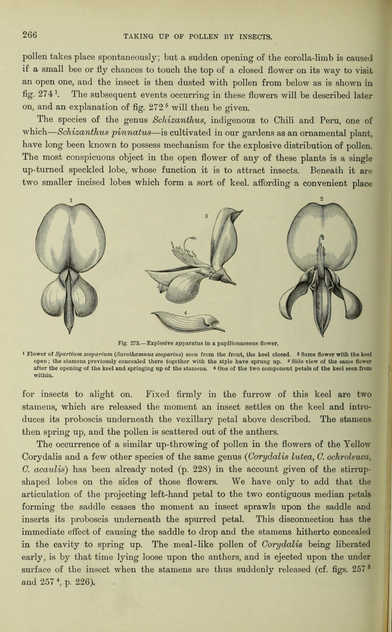 pollen takes place spontaneously; but a sudden opening of the corolla-limb is caused if a small bee or fly chances to touch the top of a closed flower on its way to visit an open one, and the insect is then dusted with pollen from below as is shown in fig. 2741. The subsequent events occurring in these flowers will be described later on, and an explanation of fig. 272 5 will then be given. The species of the genus Schizanthus, indigenous to Chili and Peru, one of which—Schizanthus pinnatus—is cultivated in our gardens as an ornamental plant, have long been known to possess mechanism for the explosive distribution of pollen. The most conspicuous object in the open flower of any of these plants is a single up-turned speckled lobe, whose function it is to attract insects. Beneath it are two smaller incised lobes which form a sort of keel, affording a convenient place Fig. 273.—Explosive apparatus in a papilionaceous flower. 1 Flower of Spartium scoparium (Sarothamnus scoparius) seen from the front, the keel closed. 2 Same flower with the keel open; the stamens previously concealed there together with the style have sprung up. 3 Side view of the same flower after the opening of the keel and springing up of the stamens. * One of the two component petals of the keel seen from within. for insects to alight on. Fixed firmly in the furrow of this keel are two stamens, which are released the moment an insect settles on the keel and intro- duces its proboscis underneath the vexillary petal above described. The stamens then spring up, and the pollen is scattered out of the anthers. The occurrence of a similar up-throwing of pollen in the flowers of the Yellow Corydalis and a few other species of the same genus (Gorydalis lutea, C. ochroleuca, C. acaulis) has been already noted (p. 228) in the account given of the stirrup- shaped lobes on the sides of those flowers. We have only to add that the articulation of the projecting left-hand petal to the two contiguous median petals forming the saddle ceases the moment an insect sprawls upon the saddle and inserts its proboscis underneath the spurred petal. This disconnection has the immediate effect of causing the saddle to drop and the stamens hitherto concealed in the cavity to spring up. The meal-like pollen of Corydalis being liberated early, is by that time lying loose upon the anthers, and is ejected upon the under surface of the insect when the stamens are thus suddenly released (cf. figs. 257 3 and 257 4, p. 226).