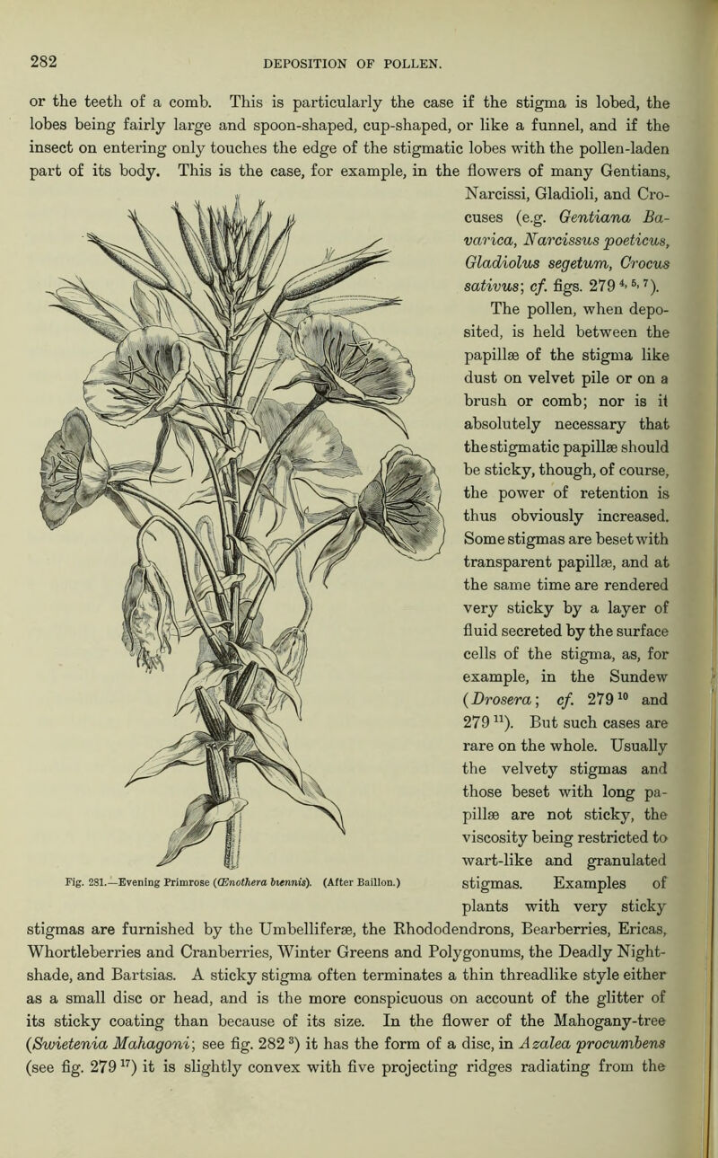 or the teeth of a comb. This is particularly the case if the stigma is lobed, the lobes being fairly large and spoon-shaped, cup-shaped, or like a funnel, and if the insect on entering only touches the edge of the stigmatic lobes with the pollen-laden part of its body. This is the case, for example, in the flowers of many Gentians, Narcissi, Gladioli, and Cro- cuses (e.g. Gentiana Ba- varica, Narcissus poeticus, Gladiolus segetum, Crocus sativus; cf. figs. 2794> 6-7). The pollen, when depo- sited, is held between the papillae of the stigma like dust on velvet pile or on a brush or comb; nor is if absolutely necessary that the stigmatic papillae should be sticky, though, of course, the power of retention is thus obviously increased. Some stigmas are beset with transparent papillae, and at the same time are rendered very sticky by a layer of fluid secreted by the surface cells of the stigma, as, for example, in the Sundew (Drosera; cf. 27910 and 279 n). But such cases are rare on the whole. Usually the velvety stigmas and those beset with long pa- pillae are not sticky, the viscosity being restricted to wart-like and granulated Fig. 281.—Evening Primrose ((Enothera biennis). (After Baillon.) stigma,a Examples of plants with very sticky stigmas are furnished by the Umbelliferae, the Rhododendrons, Bearberries, Ericas, Whortleberries and Cranberries, Winter Greens and Polygonums, the Deadly Night- shade, and Bartsias. A sticky stigma often terminates a thin threadlike style either as a small disc or head, and is the more conspicuous on account of the glitter of its sticky coating than because of its size. In the flower of the Mahogany-tree (Swietenia Mahagoni; see fig. 282 3) it has the form of a disc, in Azalea procv/mbens (see fig. 27917) it is slightly convex with five projecting ridges radiating from the