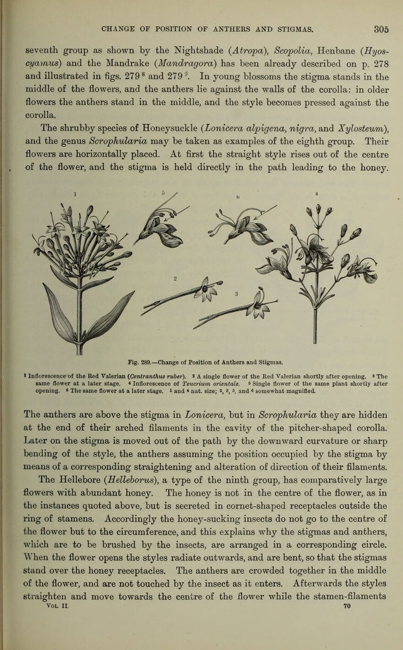 seventh group as shown by the Nightshade {Atropa), Scopolia, Henbane (Hyos- cyavrius) and the Mandrake {Mandragora) has been already described on p. 278 and illustrated in figs. 279 8 and 2799. In young blossoms the stigma stands in the middle of the flowers, and the anthers lie against the walls of the corolla: in older flowers the anthers stand in the middle, and the style becomes pressed against the corolla. The shrubby species of Honeysuckle {Lonicera alpigena, nigra, and Xylosteum), and the genus Scrophularia may be taken as examples of the eighth group. Their flowers are horizontally placed. At first the straight style rises out of the centre of the flower, and the stigma is held directly in the path leading to the honey. Fig. 289.—Change of Position of Anthers and Stigmas. I Inflorescence of the Red Valerian (Centranthus ruber). 2 a single flower of the Red Valerian shortly after opening. > The same flower at a later stage. * Inflorescence of Teucrium orientale. 5 Single flower of the same plant shortly after opening. • The same flower at a later stage. 1 and 1 nat. size; 2, s, 5, and 6 somewhat magnified. The anthers are above the stigma in Lonicera, but in Scrophularia they are hidden at the end of their arched filaments in the cavity of the pitcher-shaped corolla. Later on the stigma is moved out of the path by the downward curvature or sharp bending of the style, the anthers assuming the position occupied by the stigma by means of a corresponding straightening and alteration of direction of their filaments. The Hellebore {Helleborus), a type of the ninth group, has comparatively large flowers with abundant honey. The honey is not in the centre of the flower, as in the instances quoted above, but is secreted in cornet-shaped receptacles outside the ring of stamens. Accordingly the honey-sucking insects do not go to the centre of the flower but to the circumference, and this explains why the stigmas and anthers, which are to be brushed by the insects, are arranged in a corresponding circle. AY hen the flower opens the styles radiate outwards, and are bent, so that the stigmas stand over the honey receptacles. The anthers are crowded together in the middle of the flower, and are not touched by the insect as it enters. Afterwards the styles straighten and move towards the centre of the flower while the stamen-filaments VOL. II. 70