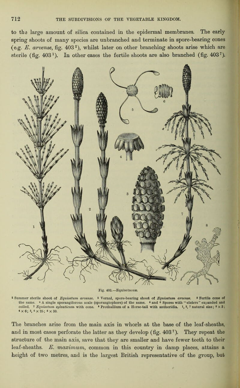 to tha large amount of silica contained in the epidermal membranes. The early spring shoots of many species are unbranched and terminate in spore-bearing cones (e.g. E. arvense, fig. 4032), whilst later on other branching shoots arise which are sterile (fig. 403-1). In other cases the fertile shoots are also branched (fig. 4037). Fig. 403.—Equisetacese. * Summer sterile shoot of Equisetum arvense. 8 Vernal, spore-bearing shoot of Equisetum arvense. 8 Fertile cone of the same. 4 A single sporangiferous scale (sporangiophore) of the same. 8 and 6 Spores with “elaters expanded and coiled. 1 Equisetum sylvaticum with cone. 8 Prothallium of a Horse-tail with antheridia. >, s, 7 natural size; 8 X 3; ‘ X 6; 6, 8 X 25; 8 X 30. The branches arise from the main axis in whorls at the base of the leaf-sheaths, and in most cases perforate the latter as they develop (fig. 4037). They repeat the structure of the main axis, save that they are smaller and have fewer teeth to their leaf-sheaths. E. maximum, common in this country in damp places, attains a height of two metres, and is the largest British representative of the group, but