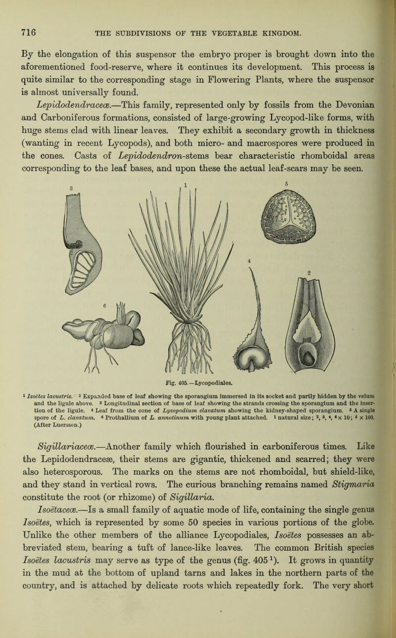 By the elongation of this suspensor the embryo proper is brought down into the aforementioned food-reserve, where it continues its development. This process is quite similar to the corresponding stage in Flowering Plants, where the suspensor is almost universally found. Lepidodendracece.—This family, represented only by fossils from the Devonian and Carboniferous formations, consisted of large-growing Lycopod-like forms, with huge stems clad with linear leaves. They exhibit a secondary growth in thickness (wanting in recent Lycopods), and both micro- and macrospores were produced in the cones. Casts of Lepidodendron-stems bear characteristic rhomboidal areas corresponding to the leaf bases, and upon these the actual leaf-scars may be seen. Fig. 405.—Lycopodialea. 1 Isoetes lacustris. 2 Expanded base of leaf showing the sporangium immersed in its socket and partly hidden by the velum and the ligule above. 8 Longitudinal section of base of leaf showing the strands crossing the sporangium and the inser- tion of the ligule. * Leaf from the cone of Lycopodium clavatum showing the kidney-shaped sporangium. 5 A single spore of L. clavatum. 6 Prothallium of L. annotinum with young plant attached, i natural size; 2, 3, 4, * x 10; 5 x 100. (After Luerssen.) Sigillariacece.—Another family which flourished in carboniferous times. Like the Lepidodendracese, their stems are gigantic, thickened and scarred; they were also heterosporous. The marks on the stems are not rhomboidal, but shield-like, and they stand in vertical rows. The curious branching remains named Stigmaria constitute the root (or rhizome) of Sigillaria. Isoetacece.—Is a small family of aquatic mode of life, containing the single genus Isoetes, which is represented by some 50 species in various portions of the globe. Unlike the other members of the alliance Lycopodiales, Isoetes possesses an ab- breviated stem, bearing a tuft of lance-like leaves. The common British species Isoetes lacustris may serve as type of the genus (fig. 405 x). It grows in quantity in the mud at the bottom of upland tarns and lakes in the northern parts of the country, and is attached by delicate roots which repeatedly fork. The very short