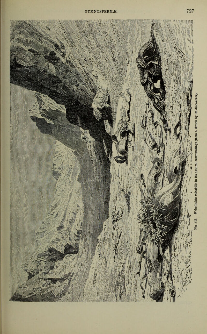 Fig. 411.— Weltvitschia mirabilis in its natural surroundings (from a sketch by its discoverer).