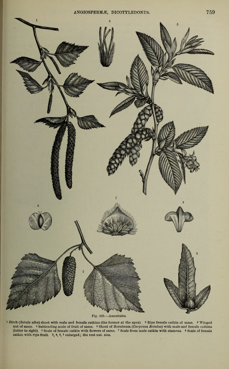 Fig. 429.—Amentales. 1 Birch (Betula alba) shoot with male and female catkins (the former at the apex). 1 * 3 Ripe female catkin of same. 3 Winged nut of same. 4 Subtending scale of fruit of same. 5 Shoot of Hornbeam (Carpinus Betulus) with male and female catkins (latter to right). 6 Scale of female catkin with flowers of same. 7 Scale from male catkin with stamens. 3 Scale of female