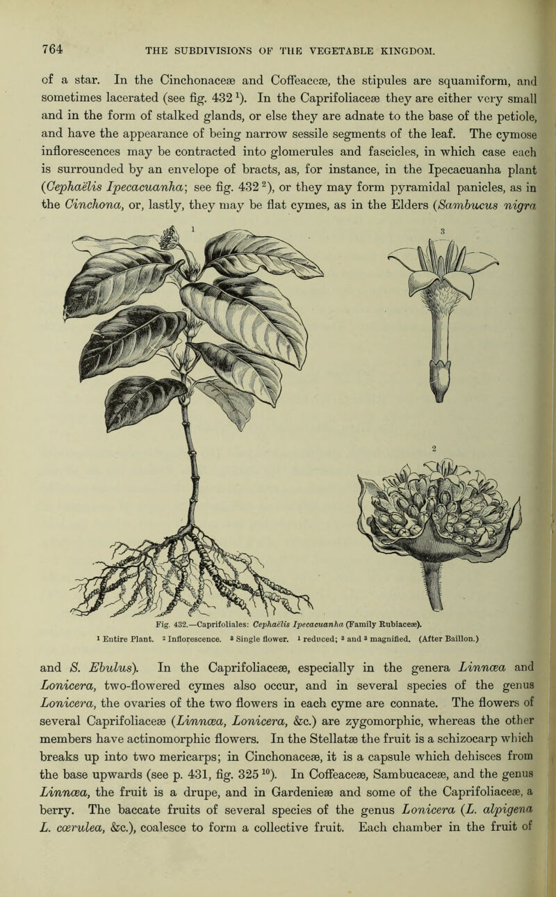 of a star. In the Cinchonaceae and Coffeaceae, the stipules are squamiform, and sometimes lacerated (see fig. 432 x). In the Caprifoliaceae they are either very small and in the form of stalked glands, or else they are adnate to the base of the petiole, and have the appearance of being narrow sessile segments of the leaf. The cymose inflorescences may be contracted into glomerules and fascicles, in which case each is surrounded by an envelope of bracts, as, for instance, in the Ipecacuanha plant (Cephaelis Ipecacuanha; see fig. 4322), or they may form pyramidal panicles, as in the Cinchona, or, lastly, they may be flat cymes, as in the Elders (Sambucus nigra Fig. 432.—Caprifoliales: Cephaelis Ipecacuanha (Family Rubiaceae). i Entire Plant. 2 Inflorescence. * Single flower, i reduced; 3 and 3 magnified. (After Baillon.) and S. Ebulus). In the Caprifoliaceae, especially in the genera Linncea and Lonicera, two-flowered cymes also occur, and in several species of the genus Lonicera, the ovaries of the two flowers in each cyme are connate. The flowers of several Caprifoliaceae (Linncea, Lonicera, &c.) are zygomorphic, whereas the other members have actinomorphic flowers. In the Stellatae the fruit is a schizocarp which breaks up into two mericarps; in Cinchonaceae, it is a capsule which dehisces from the base upwards (see p. 431, fig. 325 10). In Coffeaceae, Sambucaceae, and the genus Linncea, the fruit is a drupe, and in Gardenieae and some of the Caprifoliaceae, a berry. The baccate fruits of several species of the genus Lonicera (L. alpigena L. ccerulea, &c.), coalesce to form a collective fruit. Each chamber in the fruit of