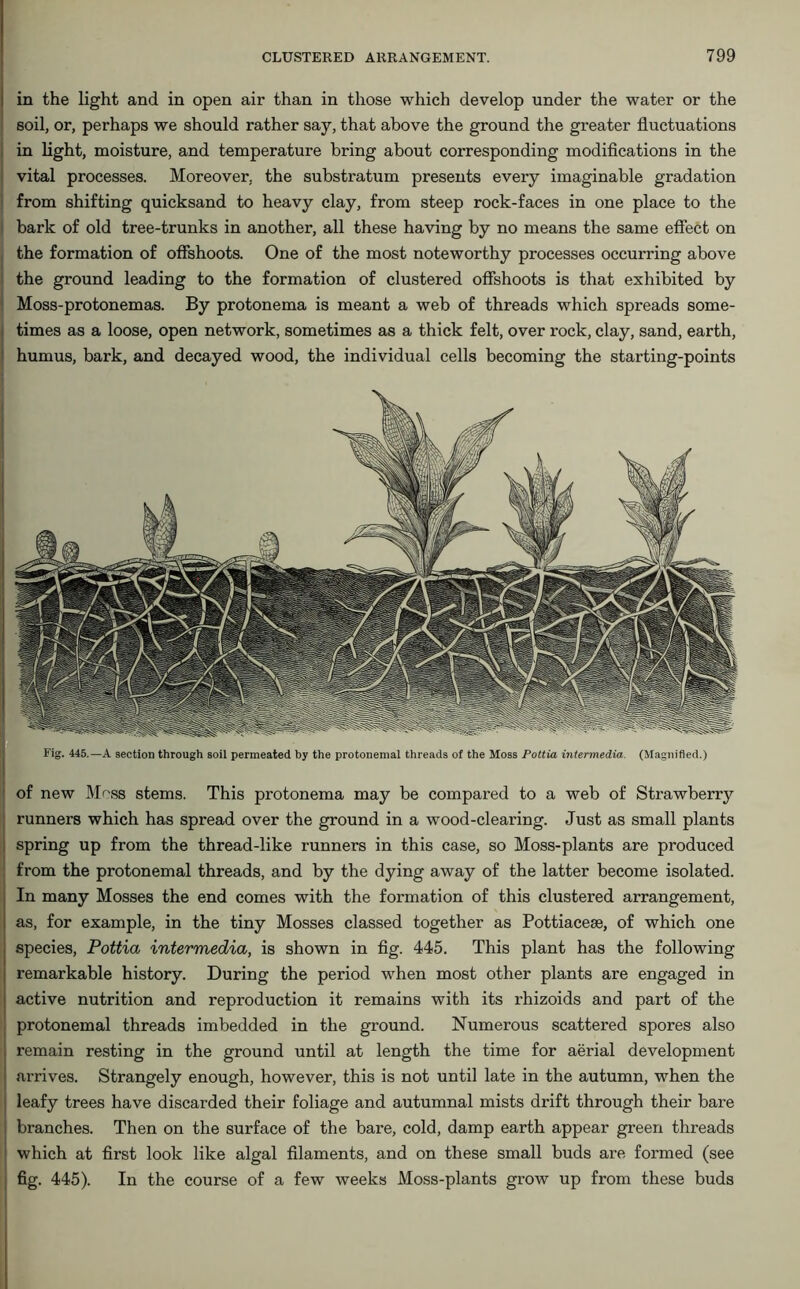in the light and in open air than in those which develop under the water or the soil, or, perhaps we should rather say, that above the ground the greater fluctuations in light, moisture, and temperature bring about corresponding modifications in the vital processes. Moreover, the substratum presents every imaginable gradation from shifting quicksand to heavy clay, from steep rock-faces in one place to the bark of old tree-trunks in another, all these having by no means the same effect on the formation of offshoots. One of the most noteworthy processes occurring above the ground leading to the formation of clustered offshoots is that exhibited by Moss-protonemas. By protonema is meant a web of threads which spreads some- times as a loose, open network, sometimes as a thick felt, over rock, clay, sand, earth, humus, bark, and decayed wood, the individual cells becoming the starting-points of new Moss stems. This protonema may be compared to a web of Strawberry runners which has spread over the ground in a wood-clearing. Just as small plants spring up from the thread-like runners in this case, so Moss-plants are produced from the protonemal threads, and by the dying away of the latter become isolated. In many Mosses the end comes with the formation of this clustered arrangement, as, for example, in the tiny Mosses classed together as Pottiaceae, of which one species, Pottia intermedia, is shown in fig. 445. This plant has the following remarkable history. During the period when most other plants are engaged in active nutrition and reproduction it remains with its rhizoids and part of the protonemal threads imbedded in the ground. Numerous scattered spores also I remain resting in the ground until at length the time for aerial development I arrives. Strangely enough, however, this is not until late in the autumn, when the ! leafy trees have discarded their foliage and autumnal mists drift through their bare i branches. Then on the surface of the bare, cold, damp earth appear green threads which at first look like algal filaments, and on these small buds are formed (see ; fig. 445). In the course of a few weeks Moss-plants grow up from these buds Fig. 445.—A section through soil permeated by the protonemal threads of the Moss Pottia intermedia. (Magnified.)
