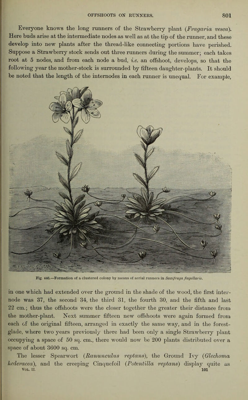 Everyone knows the long runners of the Strawberry plant (Fragaria vesca). Here buds arise at the intermediate nodes as well as at the tip of the runner, and these develop into new plants after the thread-like connecting portions have perished. Suppose a Strawberry stock sends out three runners during the summer; each takes root at 5 nodes, and from each node a bud, i.e. an offshoot, develops, so that the following year the mother-stock is surrounded by fifteen daughter-plants. It should be noted that the length of the internodes in each runner is unequal. For example. Fig. 446.—Formation of a clustered colony by means of aerial runners in Saxifraga flagellaris. in one which had extended over the ground in the shade of the wood, the first inter- node was 37, the second 34, the third 31, the fourth 30, and the fifth and last 22 cm.; thus the offshoots were the closer together the greater their distance from the mother-plant. Next summer fifteen new offshoots were again formed from each of the original fifteen, arranged in exactly the same way, and in the forest- glade, where two years previously there had been only a single Strawberry plant occupying a space of 50 sq. cm., there would now be 200 plants distributed over a space of about 3600 sq. cm. The lesser Spearwort (Ranunculus reptans), the Ground Ivy (Glechoma hcderacea), and the creeping Cinquefoil (Potentilla reptans) display quite as VOL. XI. * 101