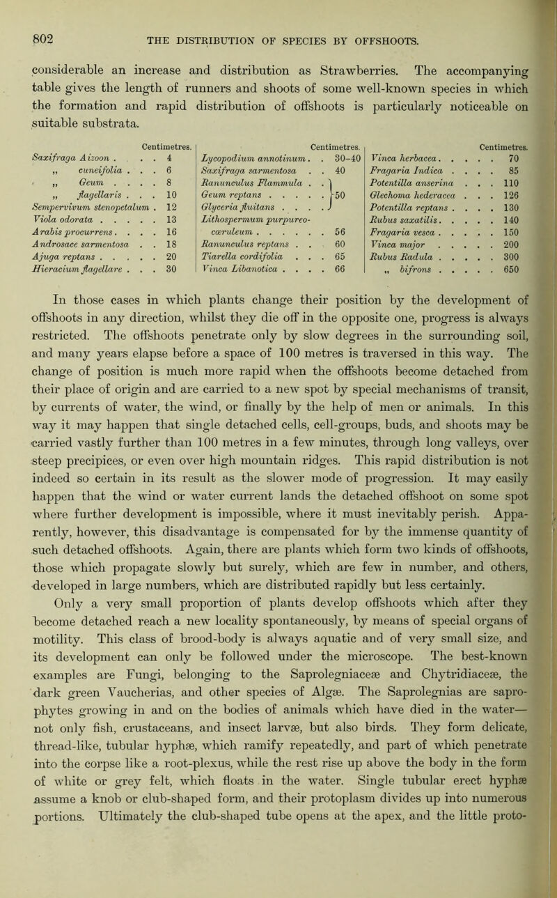 considerable an increase and distribution as Strawberries. The accompanying table gives the length of runners and shoots of some well-known species in which the formation and rapid distribution of offshoots is particularly noticeable on suitable substrata. Centimetres. Centimetres. Centimetres. Saxifraga Aizoon . 4 Lycopodium annotinum. 30-40 Vinca herbacea. . . . 70 „ cuneifolia . . . 6 Saxifraga sarmentosa 40 Fragaria Indica , . . 85 „ Geum . . . . 8 Ranunculus Flammula . 1 Potentilla anserina . . 110 „ flagellaris . . . 10 Geum reptans .... 150 Glechoma hederacca . . . 126 Sempervivum stenopetalum . 12 Glyceria fluitans . J Potentilla reptans . . . 130 Viola odorata 13 Lithospermum purpureo- Rubus saxatilis. . . . 140 Arabis procurrens. . . . 16 coeruleum 56 Fragaria vesca . . . . . 150 Androsace sarmentosa 18 Ranunculus reptans . 60 Vinca major . . . . . 200 Ajuga reptans 20 Tiarella cordifolia . . 65 Rubus Radula . . . . 300 Hieracium flagellare . . . 30 Vinca Libanotica . . . 66 „ bifrons . . . . 650 In those cases in which plants change their position by the development of offshoots in any direction, whilst they die off in the opposite one, progress is always restricted. The offshoots penetrate only by slow degrees in the surrounding soil, and many years elapse before a space of 100 metres is traversed in this way. The change of position is much more rapid when the offshoots become detached from their place of origin and are carried to a new spot by special mechanisms of transit, by currents of water, the wind, or finally by the help of men or animals. In this way it may happen that single detached cells, cell-groups, buds, and shoots may be carried vastly further than 100 metres in a few minutes, through long valleys, over steep precipices, or even over high mountain ridges. This rapid distribution is not indeed so certain in its result as the slower mode of progression. It may easily happen that the wind or water current lands the detached offshoot on some spot where further development is impossible, where it must inevitably perish. Appa- rently, however, this disadvantage is compensated for by the immense quantity of such detached offshoots. Again, there are plants which form two kinds of offshoots, those which propagate slowly but surely, which are few in number, and others, developed in large numbers, which are distributed rapidly but less certainly. Only a very small proportion of plants develop offshoots which after they become detached reach a new locality spontaneously, by means of special organs of motility. This class of brood-body is always aquatic and of very small size, and its development can only be followed under the microscope. The best-known examples are Fungi, belonging to the Saprolegniacese and Chytridiaceae, the dark green Vaucherias, and other species of Algae. The Saprolegnias are sapro- phytes growing in and on the bodies of animals which have died in the water— not only fish, crustaceans, and insect larvae, but also birds. They form delicate, thread-like, tubular hyphae, which ramify repeatedly, and part of which penetrate into the corpse like a root-plexus, while the rest rise up above the body in the form of white or grey felt, which floats in the water. Single tubular erect hyphae assume a knob or club-shaped form, and their protoplasm divides up into numerous portions. Ultimately the club-shaped tube opens at the apex, and the little proto-