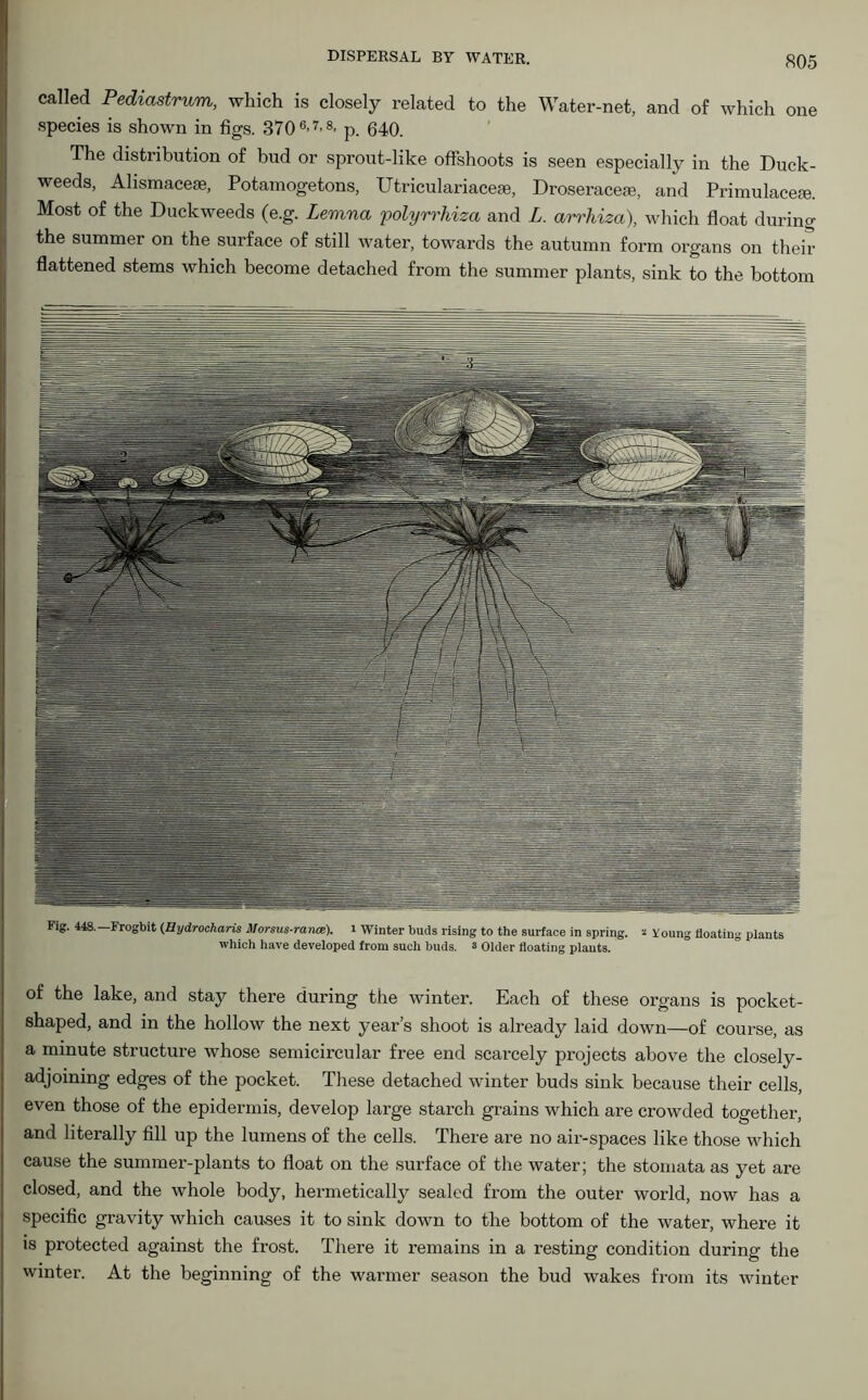 called Pediastrum, which is closely related to the Water-net, and of which one species is shown in figs. 370 6-7'8- p. 640. The distribution of bud or sprout-like offshoots is seen especially in the Duck- weeds, Alismaceae, Potamogetons, Utriculariacese, Droseracess, and Primulacese. Most of the Duckweeds (e.g. Levina polyrrhiza and L. arrhiza), which float during the summer on the surface of still water, towards the autumn form organs on their flattened stems which become detached from the summer plants, sink to the bottom of the lake, and stay there during the winter. Each of these organs is pocket- shaped, and in the hollow the next year’s shoot is already laid down—of course, as a minute structure whose semicircular free end scarcely projects above the closely - adjoining edges of the pocket. These detached winter buds sink because their cells, even those of the epidermis, develop large starch grains which are crowded together, and literally fill up the lumens of the cells. There are no air-spaces like those which cause the summer-plants to float on the surface of the water; the stomata as yet are closed, and the whole body, hermetically sealed from the outer world, now has a specific gravity which causes it to sink down to the bottom of the water, where it is protected against the frost. There it remains in a resting condition during the winter. At the beginning of the warmer season the bud wakes from its winter