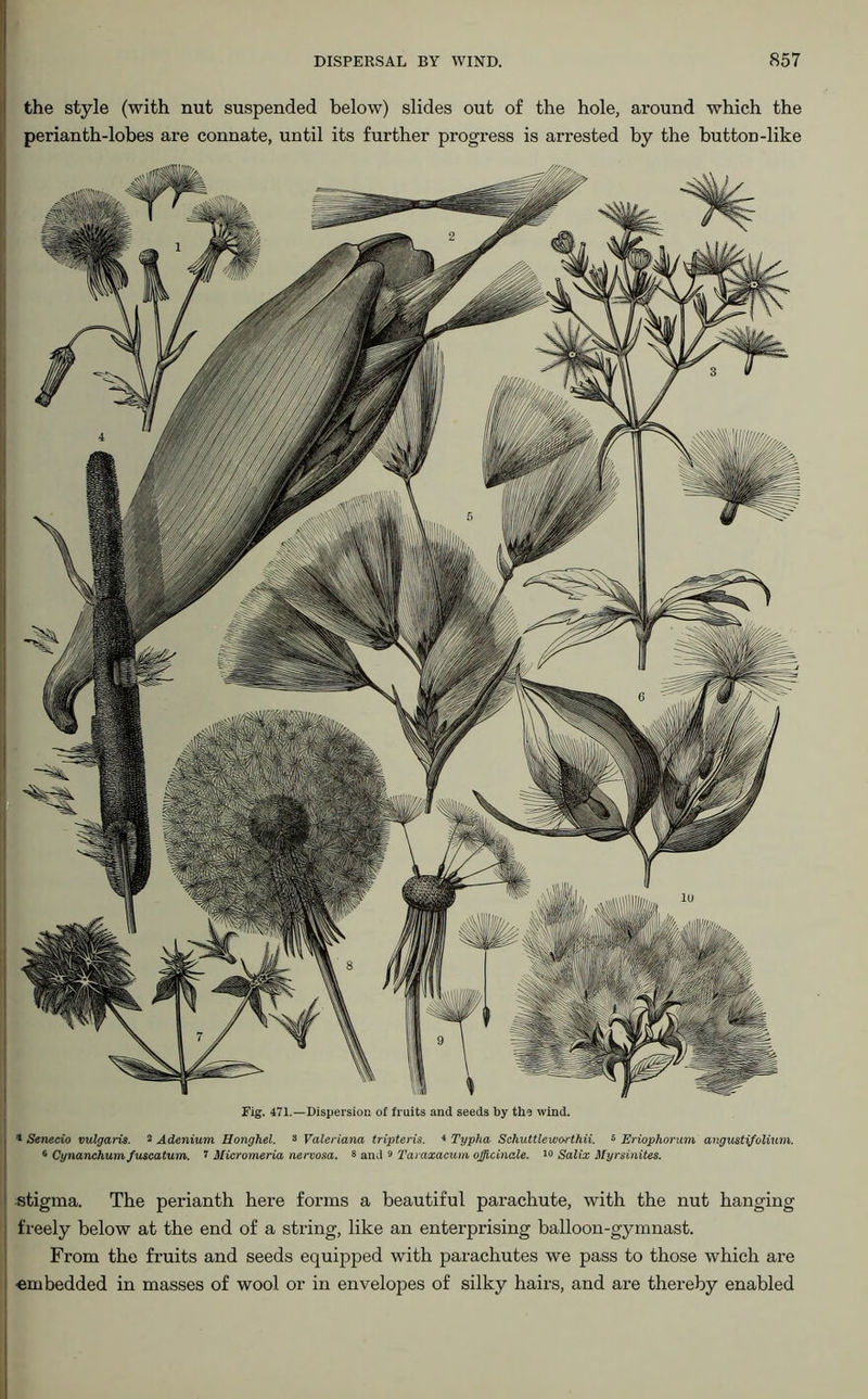 the style (with nut suspended below) slides out of the hole, around which the perianth-lobes are connate, until its further progress is arrested by the button-like Fig. 471.—Dispersion of fruits and seeds by the wind. ' Senecio vulgaris. 2 Adenium Bonghel. 8 Valeriana tripteris. 4 Typha Schuttlewarthii. 8 Eriophorum angustifolium. 6 Cynanchum fuscatum. 1 Micromeria nervosa. 8 and 9 Taraxacum officinale. 19 Salix Myrsinites. stigma. The perianth here forms a beautiful parachute, with the nut hanging freely below at the end of a string, like an enterprising balloon-gymnast. From the fruits and seeds equipped with parachutes we pass to those which are •embedded in masses of wool or in envelopes of silky hairs, and are thereby enabled