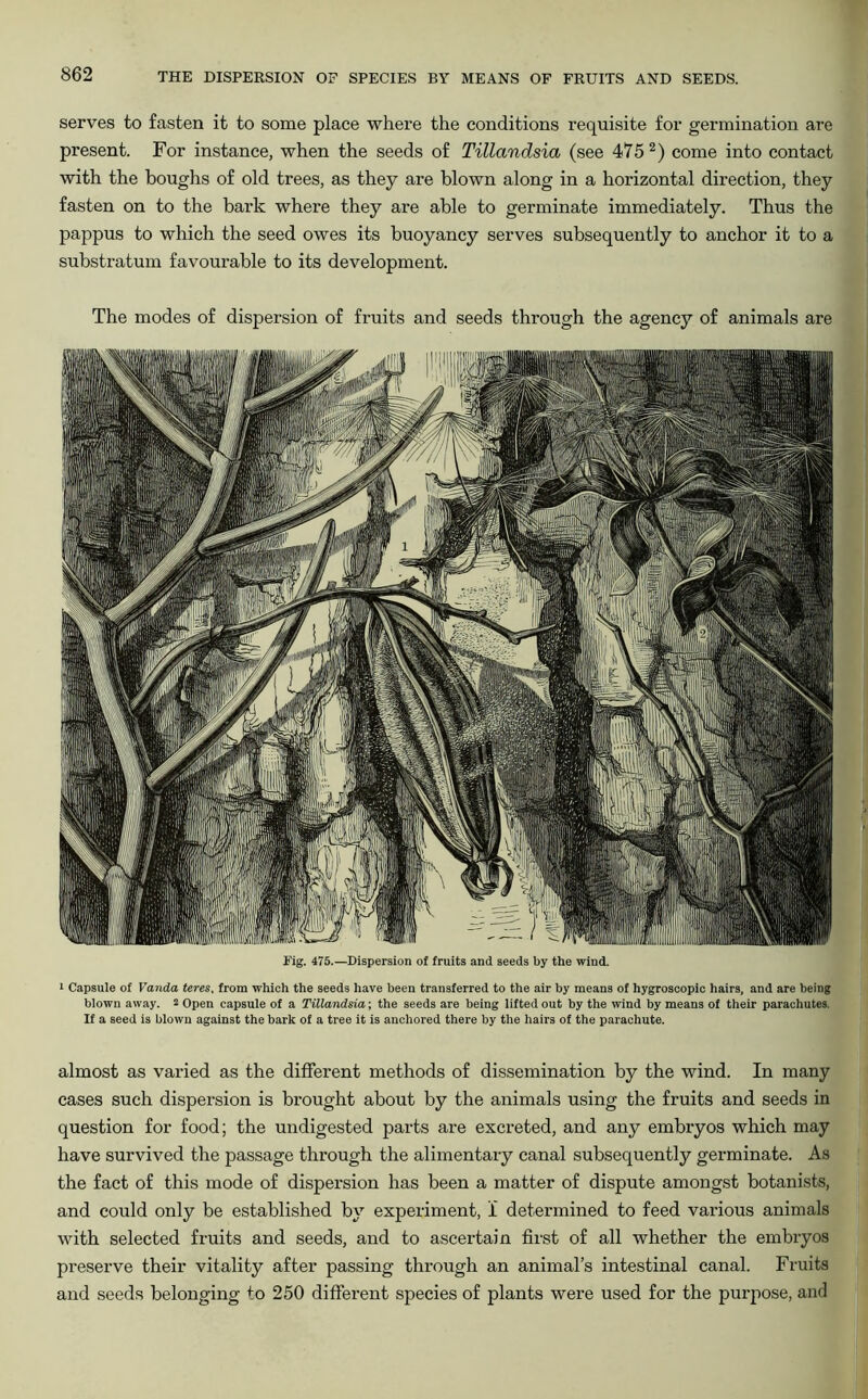 serves to fasten it to some place where the conditions requisite for germination are present. For instance, when the seeds of Tillandsia (see 475 2) come into contact with the boughs of old trees, as they are blown along in a horizontal direction, they fasten on to the bark where they are able to germinate immediately. Thus the pappus to which the seed owes its buoyancy serves subsequently to anchor it to a substratum favourable to its development. The modes of dispersion of fruits and seeds through the agency of animals are Fig. 475.—Dispersion of fruits and seeds by the wind. 1 Capsule of Vanda teres, from which the seeds have been transferred to the air by means of hygroscopic hairs, and are being blown away. 2 Open capsule of a Tillandsia; the seeds are being lifted out by the wind by means of their parachutes. If a seed is blown against the bark of a tree it is anchored there by the hairs of the parachute. almost as varied as the different methods of dissemination by the wind. In many cases such dispersion is brought about by the animals using the fruits and seeds in question for food; the undigested parts are excreted, and any embryos which may have survived the passage through the alimentary canal subsequently germinate. As the fact of this mode of dispersion has been a matter of dispute amongst botanists, and could only be established by experiment, i determined to feed various animals with selected fruits and seeds, and to ascertain first of all whether the embryos preserve their vitality after passing through an animal’s intestinal canal. Fruits and seeds belonging to 250 different species of plants were used for the purpose, and