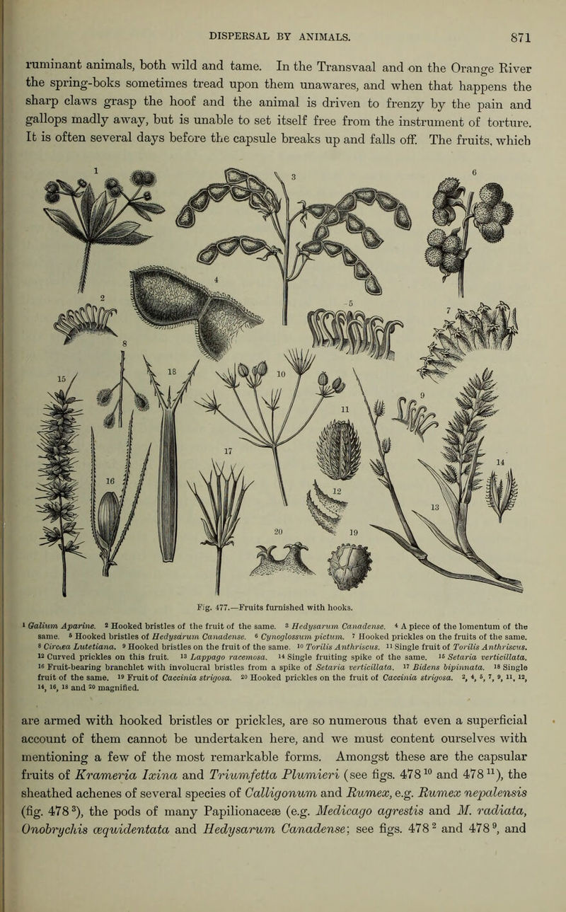 luminant animals, both wild and tamo. In the Transvaal and on the Orange River the spring-boles sometimes tread upon them unawares, and when that happens the sharp claws grasp the hoof and the animal is driven to frenzy by the pain and gallops madly away, but is unable to set itself free from the instrument of torture. It is often several days before the capsule breaks up and falls off. The fruits, which Fig. 477.—Fruits furnished with hooks. * Oalium Aparine. 2 Hooked bristles of the fruit of the same. 3 Hedysarum Canadense. 4 A piece of the lomentum of the same. 6 Hooked bristles of Hedysarum Canadense. « Cynoglossum pictum. i Hooked prickles on the fruits of the same. 3 Circuea Lutetiana. 9 Hooked bristles on the fruit of the same. 19 Torilis Anthriscus. 11 Single fruit of Torilis Anthriscus. 12 Curved prickles on this fruit. 13 Lappago racemosa. 14 Single fruiting spike of the same. 16 Setaria verticillata. 16 Fruit-bearing branchlet with involucral bristles from a spike of Setaria verticillata. 44 Bidens bipinnata. 18 Single fruit of the same. 49 Fruit of Caccinia strigosa. 20 Hooked prickles on the fruit of Caccinia strigosa. 2, 4, 6, 7, 9, n, 42, >4, I®, 43 and 20 magnified. are armed with hooked bristles or prickles, are so numerous that even a superficial account of them cannot be undertaken here, and we must content ourselves with mentioning a few of the most remarkable forms. Amongst these are the capsular fruits of Krameria Ixina and Triumfetta Pluviieri (see figs. 47810 and 47811), the sheathed achenes of several species of Calligonum and Rumex, e.g. Rumex nepalensis (fig. 4783), the pods of many Papilionaceae (e.g. Medicago agrestis and M. radiata, Onobrychis cequidentata and Hedysarum Canadense; see figs. 478 2 and 478 9, and