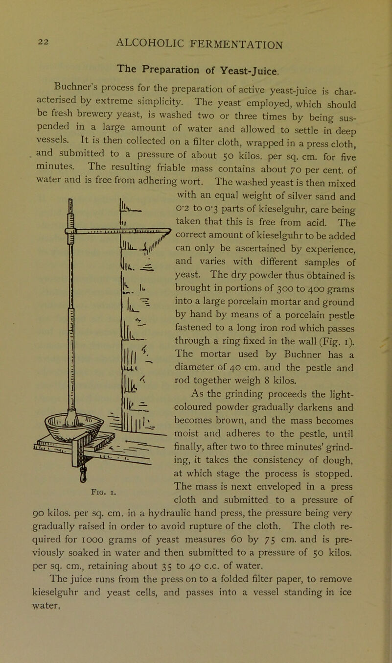 The Preparation of Yeast-Juice. Buchner’s process for the preparation of active yeast-juice is char- acterised by extreme simplicity. The yeast employed, which should be fresh breweiy yeast, is washed two or three times by being sus- pended in a large amount of water and allowed to settle in deep vessels. It is then collected on a filter cloth, wrapped in a press cloth, and submitted to a pressure of about 50 kilos, per sq. cm. for five minutes. The resulting friable mass contains about 70 per cent, of water and is free from adhering wort. The washed yeast is then mixed with an equal weight of silver sand and 0‘2 to 0'3 parts of kieselguhr, care being taken that this is free from acid. The correct amount of kieselguhr to be added can only be ascertained by experience, and varies with different samples of yeast. The dry powder thus obtained is brought in portions of 300 to 400 grams into a large porcelain mortar and ground by hand by means of a porcelain pestle fastened to a long iron rod which passes through a ring fixed in the wall (Fig. i). The mortar used by Buchner has a diameter of 40 cm. and the pestle and rod together weigh 8 kilos. As the grinding proceeds the light- coloured powder gradually darkens and becomes brown, and the mass becomes moist and adheres to the pestle, until finally, after two to three minutes’ grind- ing, it takes the consistency of dough, at which stage the process is stopped. The mass is next enveloped in a press cloth and submitted to a pressure of 90 kilos, per sq. cm. in a hydraulic hand press, the pressure being very gradually raised in order to avoid rupture of the cloth. The cloth re- quired for 1000 grams of yeast measures 60 by 75 cm. and is pre- viously soaked in water and then submitted to a pressure of 50 kilos, per sq. cm., retaining about 35 to 40 c.c. of water. The juice runs from the press on to a folded filter paper, to remove kieselguhr and yeast cells, and passes into a vessel standing in ice water, Fig. I.