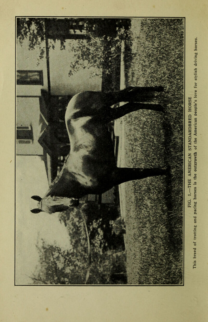 FIG. 1.—THE AMERICAN STANDARDBRED HORSE