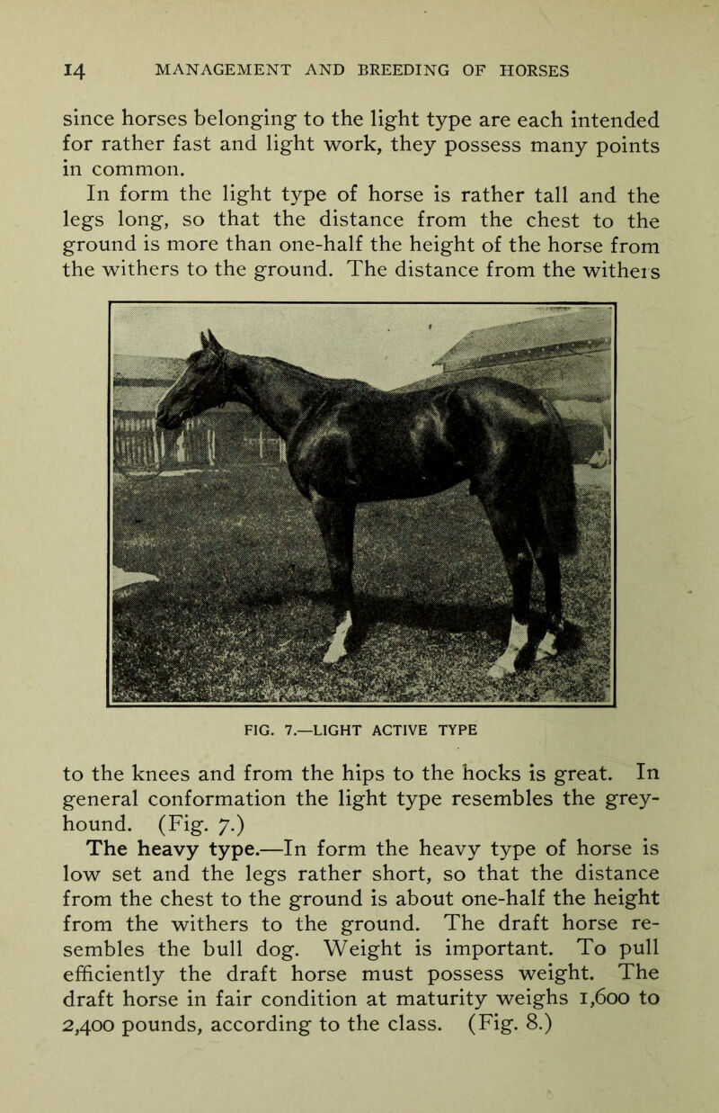 since horses belonging to the light type are each intended for rather fast and light work, they possess many points in common. In form the light type of horse is rather tall and the legs long, so that the distance from the chest to the ground is more than one-half the height of the horse from the withers to the ground. The distance from the withers FIG. 7.—LIGHT ACTIVE TYPE to the knees and from the hips to the hocks is great. In general conformation the light type resembles the grey- hound. (Fig. 7.) The heavy type.—In form the heavy type of horse is low set and the legs rather short, so that the distance from the chest to the ground is about one-half the height from the withers to the ground. The draft horse re- sembles the bull dog. Weight is important. To pull efficiently the draft horse must possess weight. The draft horse in fair condition at maturity weighs 1,600 to 2,400 pounds, according to the class. (Fig. 8.)