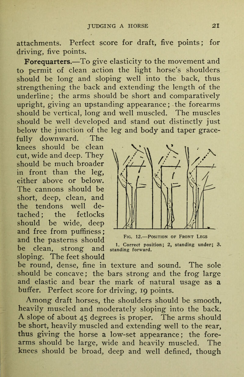 attachments. Perfect score for draft, five points; for driving, five points. Forequarters.—To give elasticity to the movement and to permit of clean action the light horse’s shoulders should be long and sloping well into the back, thus strengthening the back and extending the length of the underline; the arms should be short and comparatively upright, giving an upstanding appearance; -the forearms should be vertical, long and well muscled. The muscles should be well developed and stand out distinctly just below the junction of the leg and body and taper grace- fully downward. The knees should be clean cut, wide and deep. They should be much broader in front than the leg, either above or below. The cannons should be short, deep, clean, and the tendons well de- tached ; the fetlocks should be wide, deep and free from puffiriess; and the pasterns should be clean, strong and sloping. The feet should be round, dense, fine in texture and sound. The sole should be concave; the bars strong and the frog large and elastic and bear the mark of natural usage as a buffer. Perfect score for driving, 19 points. Among draft horses, the shoulders should be smooth, heavily muscled and moderately sloping into the back. A slope of about 45 degrees is proper. The arms should be short, heavily muscled and extending well to the rear, thus giving the horse a low-set appearance; the fore- arms should be large, wide and heavily muscled. The knees should be broad, deep and well defined, though Fig. 12.—Position of Front Legs 1. Correct position; 2, standing under; 3. standing forward.