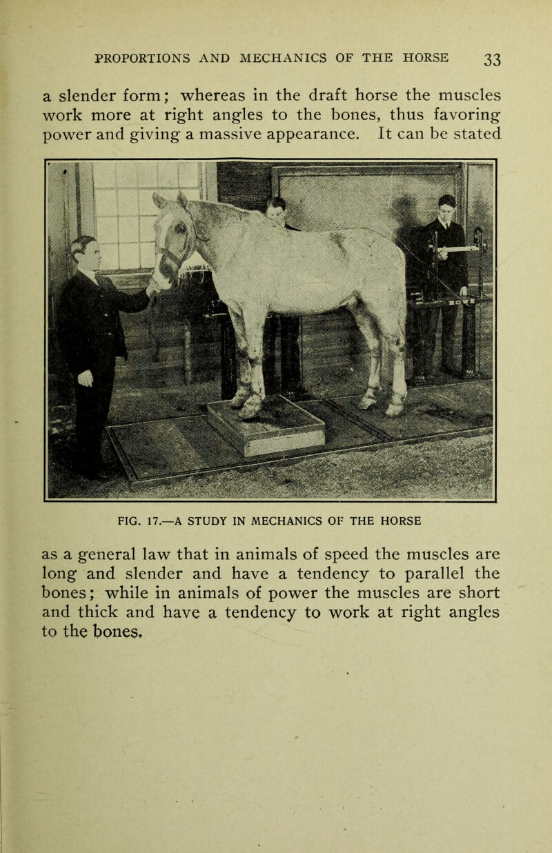 a slender form; whereas in the draft horse the muscles work more at right angles to the bones, thus favoring power and giving a massive appearance. It can be stated FIG. 17.—A STUDY IN MECHANICS OF THE HORSE as a general law that in animals of speed the muscles are long and slender and have a tendency to parallel the bones; while in animals of power the muscles are short and thick and have a tendency to work at right angles to the bones.