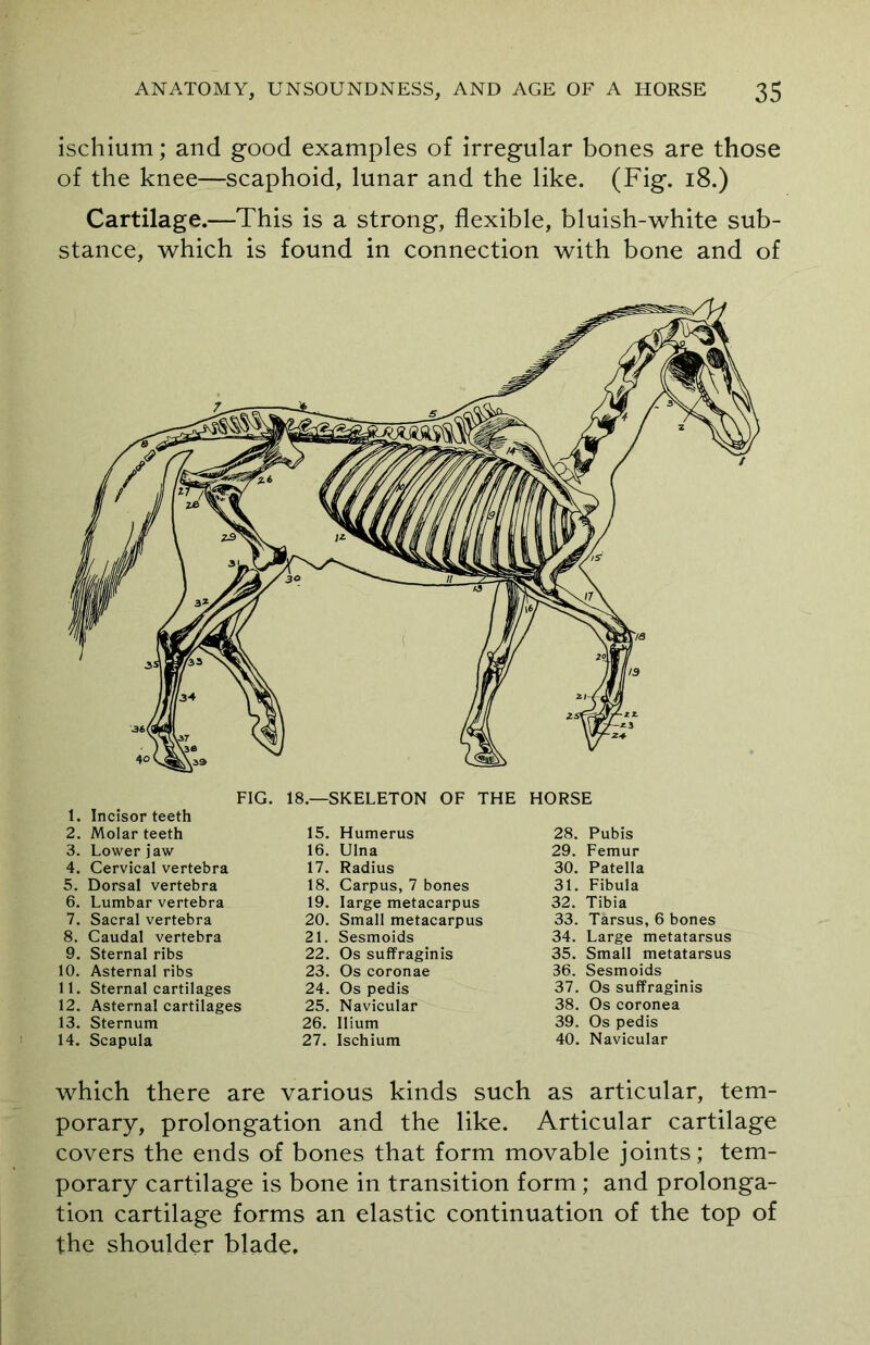 ischium; and good examples of irregular bones are those of the knee—scaphoid, lunar and the like. (Fig. 18.) Cartilage.—This is a strong, flexible, bluish-white sub- stance, which is found in connection with bone and of FIG. 18.—SKELETON OF THE HORSE 1. Incisor teeth 2. Molar teeth 3. Lower j aw 4. Cervical vertebra 5. Dorsal vertebra 6. Lumbar vertebra 7. Sacral vertebra 8. Caudal vertebra 9. Sternal ribs 10. Asternal ribs 11. Sternal cartilages 12. Asternal cartilages 13. Sternum 14. Scapula 15. Humerus 16. Ulna 17. Radius 18. Carpus, 7 bones 19. large metacarpus 20. Small metacarpus 21. Sesmoids 22. Os suffraginis 23. Os coronae 24. Os pedis 25. Navicular 26. Ilium 27. Ischium 28. Pubis 29. Femur 30. Patella 31. Fibula 32. Tibia 33. Tarsus, 6 bones 34. Large metatarsus 35. Small metatarsus 36. Sesmoids 37. Os suffraginis 38. Os coronea 39. Os pedis 40. Navicular which there are various kinds such as articular, tem- porary, prolongation and the like. Articular cartilage covers the ends of bones that form movable joints; tem- porary cartilage is bone in transition form ; and prolonga- tion cartilage forms an elastic continuation of the top of the shoulder blade.