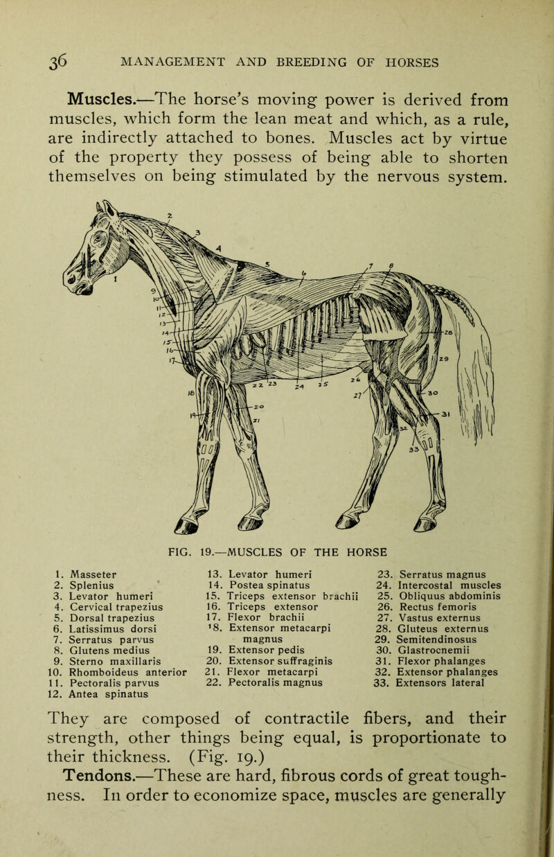 Muscles.—The horse’s moving power is derived from muscles, which form the lean meat and which, as a rule, are indirectly attached to bones. Muscles act by virtue of the property they possess of being able to shorten themselves on being stimulated by the nervous system. 1. Masseter 2. Splenius 3. Levator humeri 4. Cervical trapezius 5. Dorsal trapezius 6. Latissimus dorsi 7. Serratus parvus 8. Glutens medius 9. Sterno maxillaris 10. Rhomboideus anterior 11. Pectoralis parvus 12. Antea spinatus 13. Levator humeri 14. Postea spinatus 15. Triceps extensor brachii 16. Triceps extensor 17. Flexor brachii ’S. Extensor metacarpi magnus 19. Extensor pedis 20. Extensor suffraginis 21. Flexor metacarpi 22. Pectoralis magnus 23. Serratus magnus 24. Intercostal muscles 25. Obliquus abdominis 26. Rectus femoris 27. Vastus externus 28. Gluteus externus 29. Semitendinosus 30. Glastrocnemii 31. Flexor phalanges 32. Extensor phalanges 33. Extensors lateral They are composed of contractile fibers, and their strength, other things being equal, is proportionate to their thickness. (Fig. 19.) Tendons.—These are hard, fibrous cords of great tough- ness. In order to economize space, muscles are generally