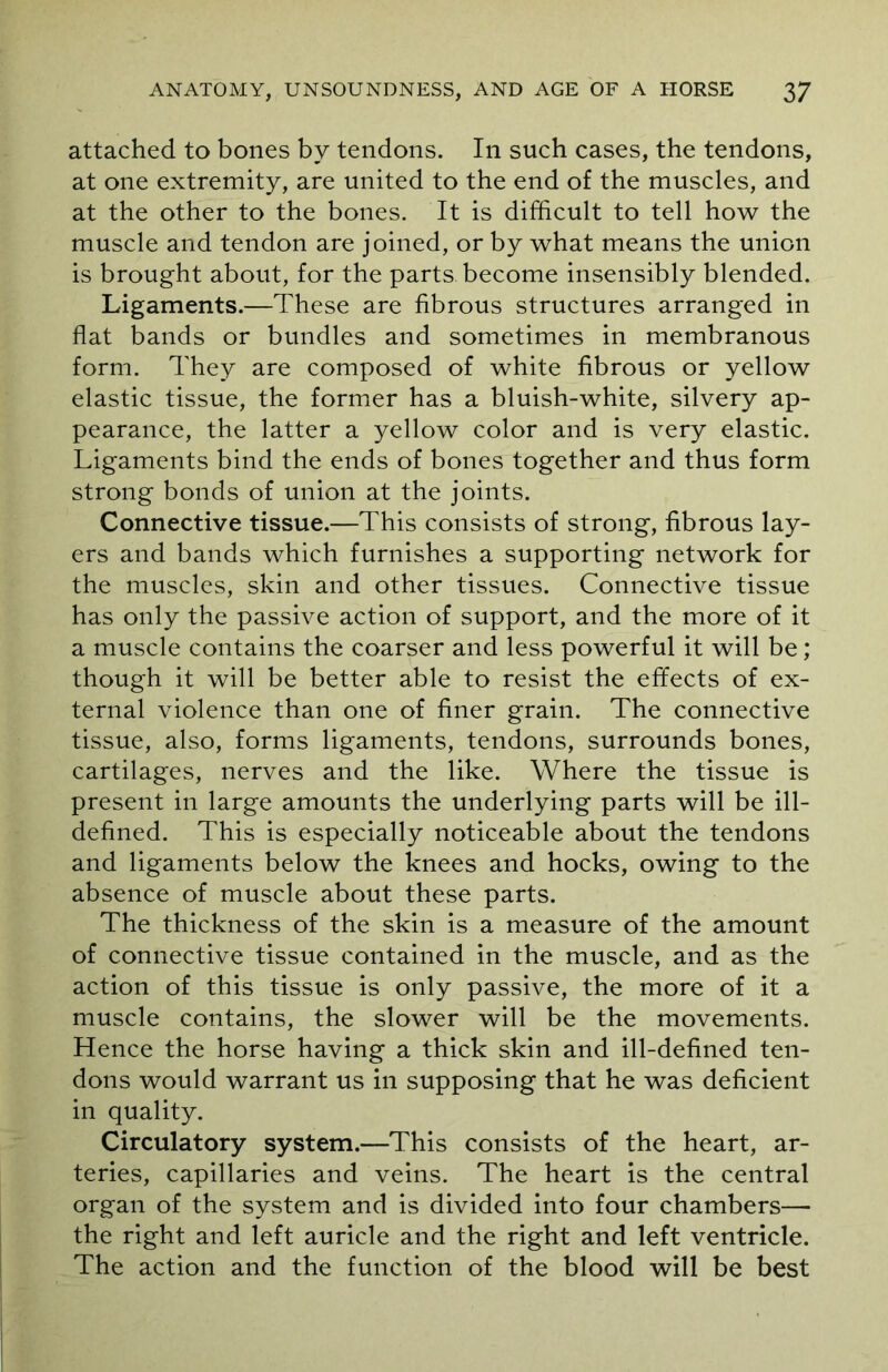 attached to bones by tendons. In such cases, the tendons, at one extremity, are united to the end of the muscles, and at the other to the bones. It is difficult to tell how the muscle and tendon are joined, or by what means the union is brought about, for the parts become insensibly blended. Ligaments.—These are fibrous structures arranged in flat bands or bundles and sometimes in membranous form. They are composed of white fibrous or yellow elastic tissue, the former has a bluish-white, silvery ap- pearance, the latter a yellow color and is very elastic. Ligaments bind the ends of bones together and thus form strong bonds of union at the joints. Connective tissue.—This consists of strong, fibrous lay- ers and bands which furnishes a supporting network for the muscles, skin and other tissues. Connective tissue has only the passive action of support, and the more of it a muscle contains the coarser and less powerful it will be; though it will be better able to resist the effects of ex- ternal violence than one of finer grain. The connective tissue, also, forms ligaments, tendons, surrounds bones, cartilages, nerves and the like. Where the tissue is present in large amounts the underlying parts will be ill- defined. This is especially noticeable about the tendons and ligaments below the knees and hocks, owing to the absence of muscle about these parts. The thickness of the skin is a measure of the amount of connective tissue contained in the muscle, and as the action of this tissue is only passive, the more of it a muscle contains, the slower will be the movements. Hence the horse having a thick skin and ill-defined ten- dons would warrant us in supposing that he was deficient in quality. Circulatory system.—This consists of the heart, ar- teries, capillaries and veins. The heart is the central organ of the system and is divided into four chambers— the right and left auricle and the right and left ventricle. The action and the function of the blood will be best