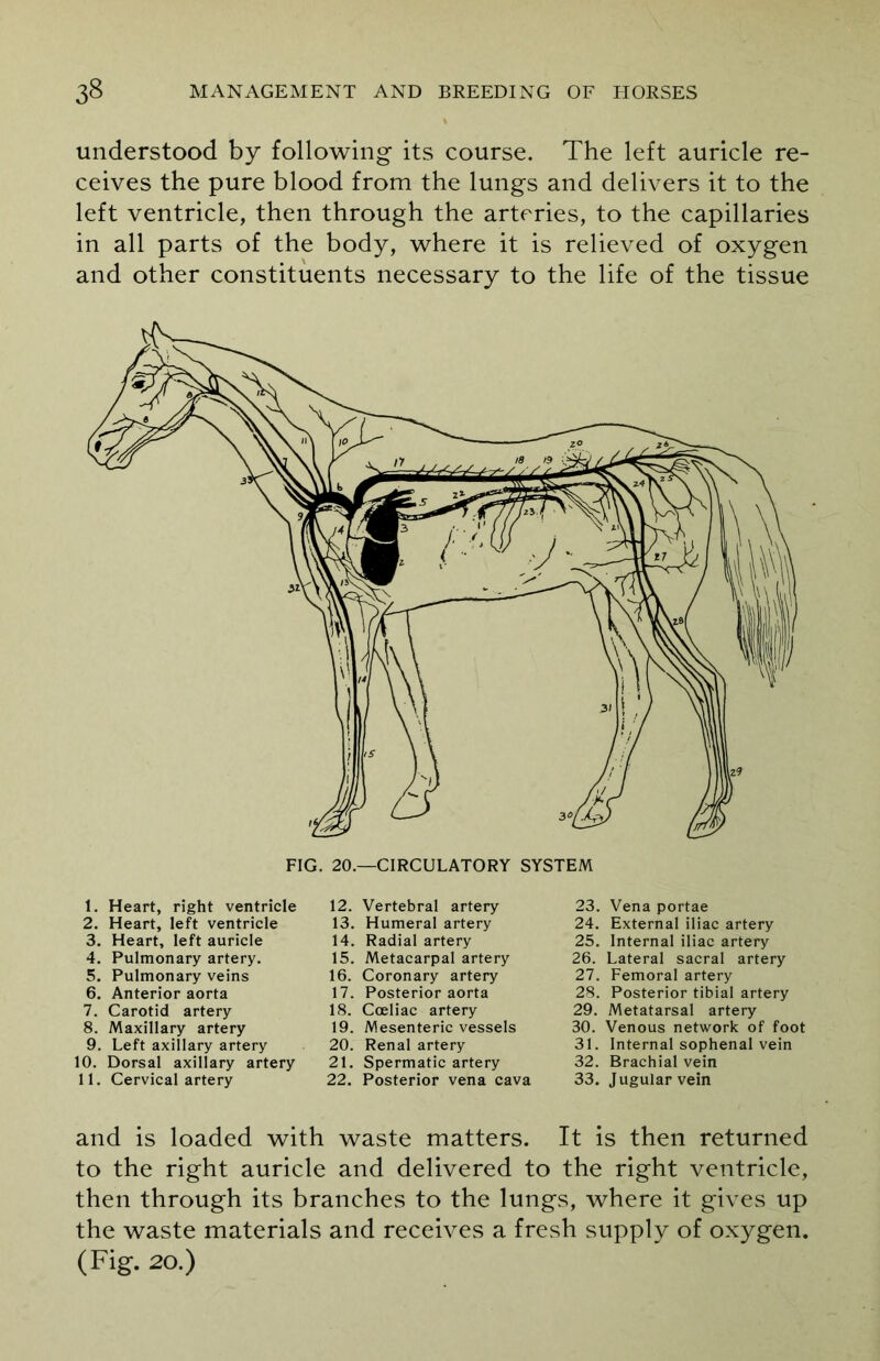 understood by following its course. The left auricle re- ceives the pure blood from the lungs and delivers it to the left ventricle, then through the arteries, to the capillaries in all parts of the body, where it is relieved of oxygen and other constituents necessary to the life of the tissue 1. Heart, right ventricle 2. Heart, left ventricle 3. Heart, left auricle 4. Pulmonary artery. 5. Pulmonary veins 6. Anterior aorta 7. Carotid artery 8. Maxillary artery 9. Left axillary artery 10. Dorsal axillary artery 11. Cervical artery 12. Vertebral artery 13. Humeral artery 14. Radial artery 15. Metacarpal artery 16. Coronary artery 17. Posterior aorta 18. Cceliac artery 19. Mesenteric vessels 20. Renal artery 21. Spermatic artery 22. Posterior vena cava 23. Vena portae 24. External iliac artery 25. Internal iliac artery 26. Lateral sacral artery 27. Femoral artery 28. Posterior tibial artery 29. Metatarsal artery 30. Venous network of foot 31. Internal sophenal vein 32. Brachial vein 33. Jugular vein and is loaded with waste matters. It is then returned to the right auricle and delivered to the right ventricle, then through its branches to the lungs, where it gives up the waste materials and receives a fresh supply of oxygen. (Fig. 20.)