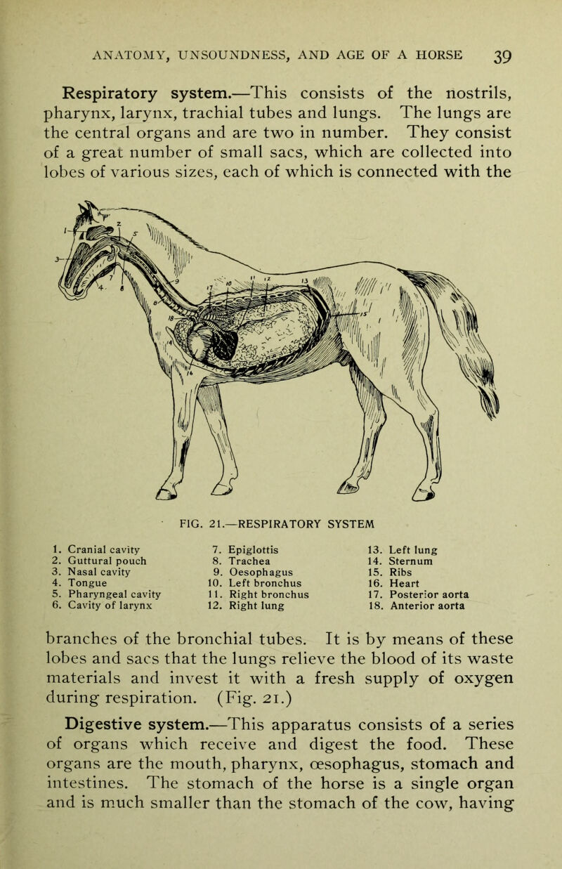 Respiratory system.—This consists of the nostrils, pharynx, larynx, trachial tubes and lungs. The lungs are the central organs and are two in number. They consist of a great number of small sacs, which are collected into lobes of various sizes, each of which is connected with the 1. Cranial cavity 2. Guttural pouch 3. Nasal cavity 4. Tongue 5. Pharyngeal cavity 6. Cavity of larynx 7. Epiglottis 8. Trachea 9. Oesophagus 10. Left bronchus 11. Right bronchus 12. Right lung 13. Left lung 14. Sternum 15. Ribs 16. Heart 17. Posterior aorta 18. Anterior aorta branches of the bronchial tubes. It is by means of these lobes and sacs that the lungs relieve the blood of its waste materials and invest it with a fresh supply of oxygen during respiration. (Fig. 21.) Digestive system.—This apparatus consists of a series of organs which receive and digest the food. These organs are the mouth, pharynx, oesophagus, stomach and intestines. The stomach of the horse is a single organ and is much smaller than the stomach of the cow, having