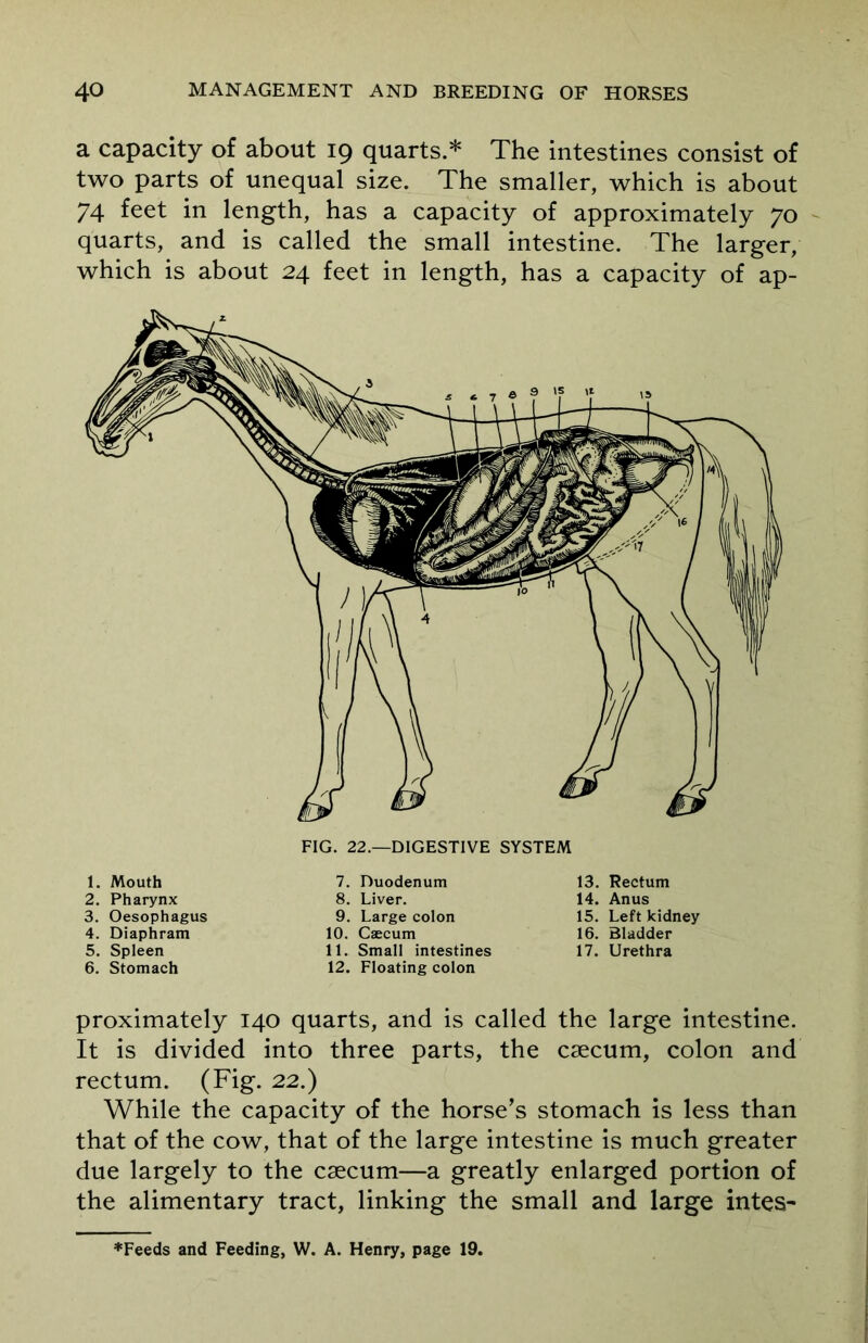 a capacity of about 19 quarts.* The intestines consist of two parts of unequal size. The smaller, which is about 74 feet in length, has a capacity of approximately 70 quarts, and is called the small intestine. The larger, which is about 24 feet in length, has a capacity of ap- 1. Mouth 2. Pharynx 3. Oesophagus 4. Diaphram 5. Spleen 6. Stomach 7. Duodenum 8. Liver. 9. Large colon 10. Caecum 11. Small intestines 12. Floating colon 13. Rectum 14. Anus 15. Left kidney 16. Bladder 17. Urethra proximately 140 quarts, and is called the large intestine. It is divided into three parts, the caecum, colon and rectum. (Fig. 22.) While the capacity of the horse's stomach is less than that of the cow, that of the large intestine is much greater due largely to the caecum—a greatly enlarged portion of the alimentary tract, linking the small and large intea- ♦Feeds and Feeding, W. A. Henry, page 19.