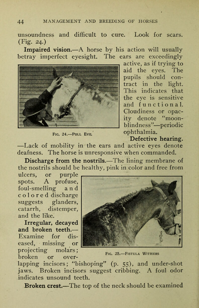 unsoundness and difficult to cure. Look for scars. (Fig. 24.) Impaired vision.—A horse by his action will usually betray imperfect eyesight. The ears are exceedingly active, as if trying to aid the eyes. The pupils should con- tract in the light. This indicates that the eye is sensitive and functional. Cloudiness or opac- ity denote “moon- blindness”—periodic Fig. 24.—Poll Evil' ophthalmia. Defective hearing. —Lack of mobility in the ears and active eyes denote deafness. The horse is unresponsive when commanded. Discharge from the nostrils.—The lining membrane of the nostrils should be healthy, pink in color and free from ulcers, or purple spots. A profuse, foul-smelling and colored discharge suggests glanders, catarrh, distemper, and the like. Irregular, decayed and broken teeth.— Examine for dis- eased, missing or projecting molars; broken or over- lapping incisors; “bishoping” (p. 55), and under-shot jaws. Broken incisors suggest cribbing. A foul odor indicates unsound teeth. Broken crest.—The top of the neck should be examined Fig. 25.—Fistula Withers